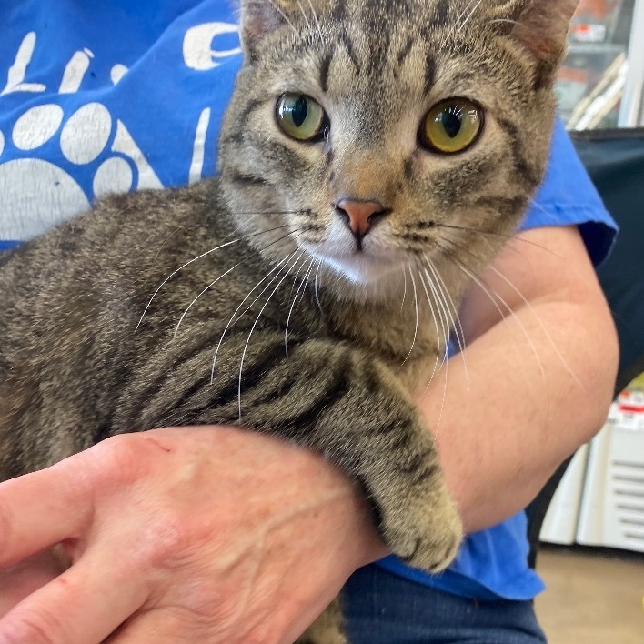 Vengeance, a Adoptable Domestic Short Hair in Fairborn, OH image 2/3