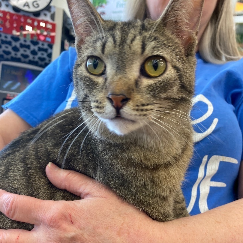 Vengeance, a Adoptable Domestic Short Hair in Fairborn, OH image 3/3