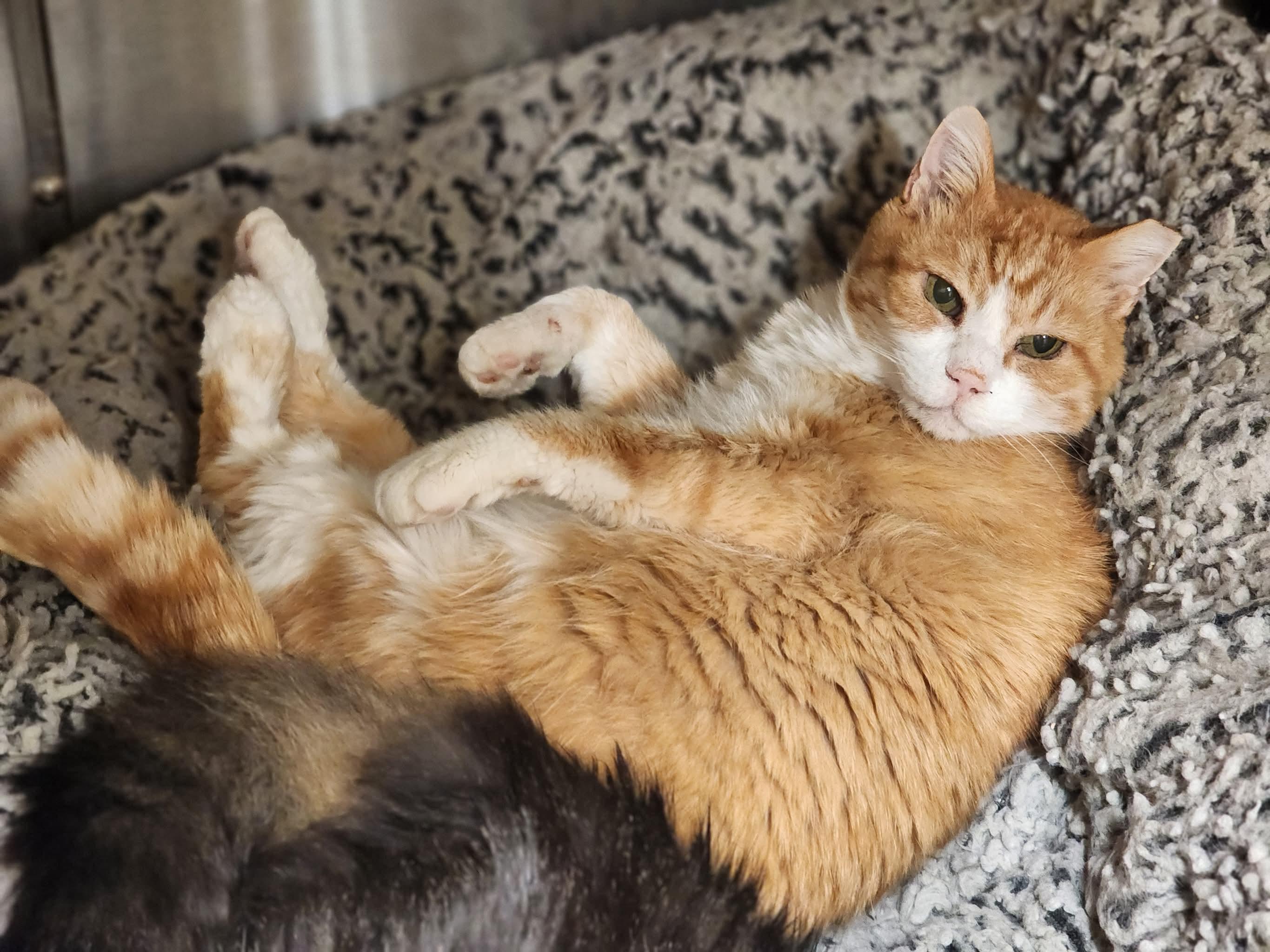 Enlarge Squishy, a Adoptable Domestic Short Hair in Sterling, VA image 3/6