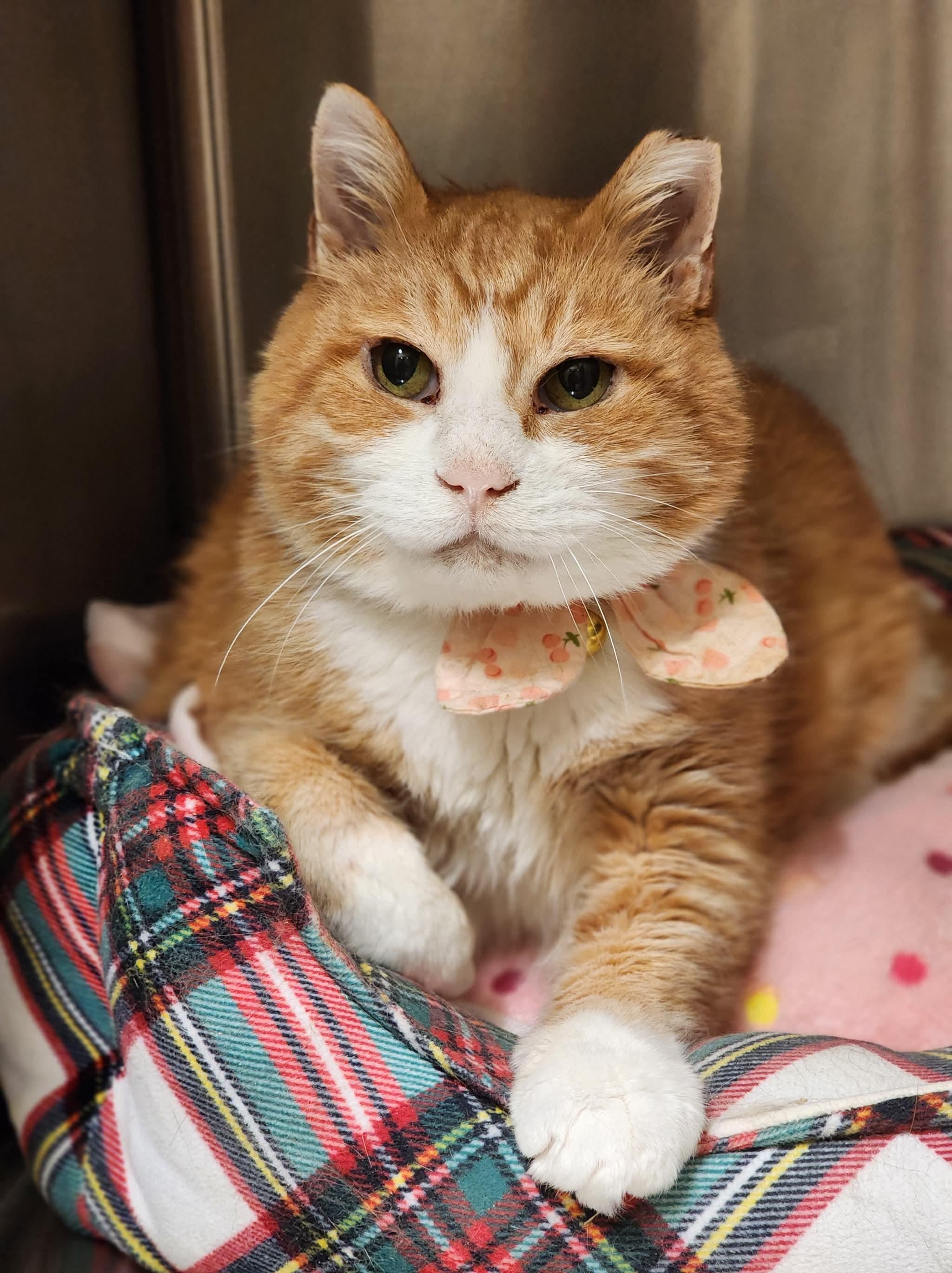 Squishy, Adoptable, Senior Male Domestic Short Hair.