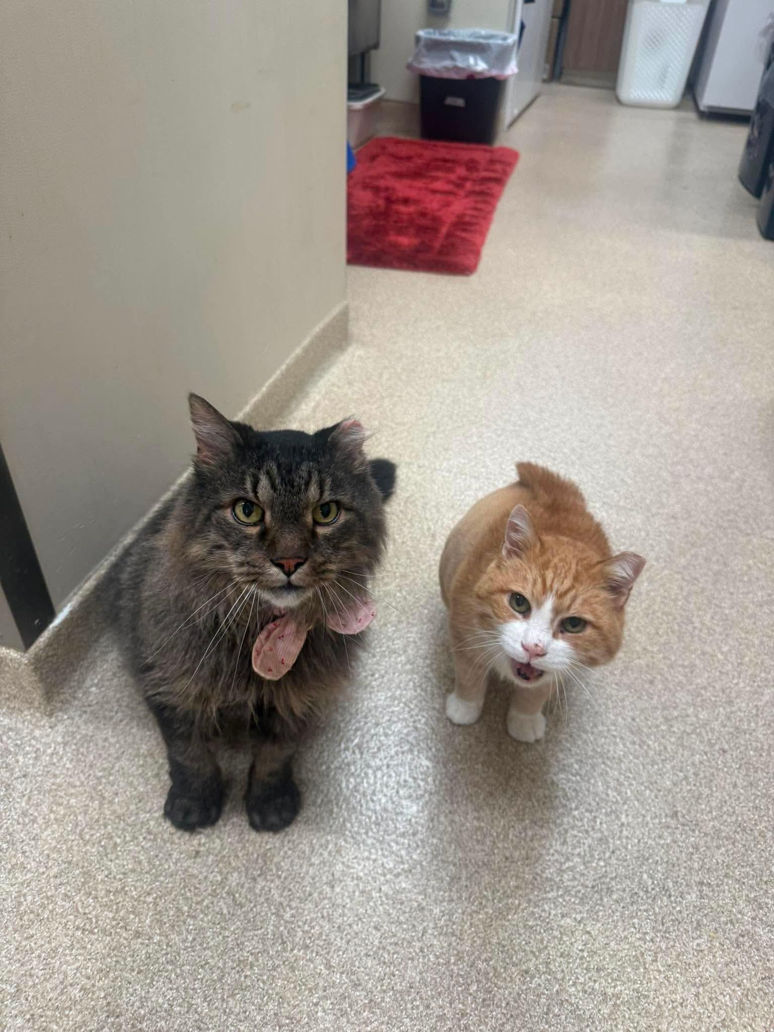 Enlarge Squishy, a Adoptable Domestic Short Hair in Sterling, VA image 5/6
