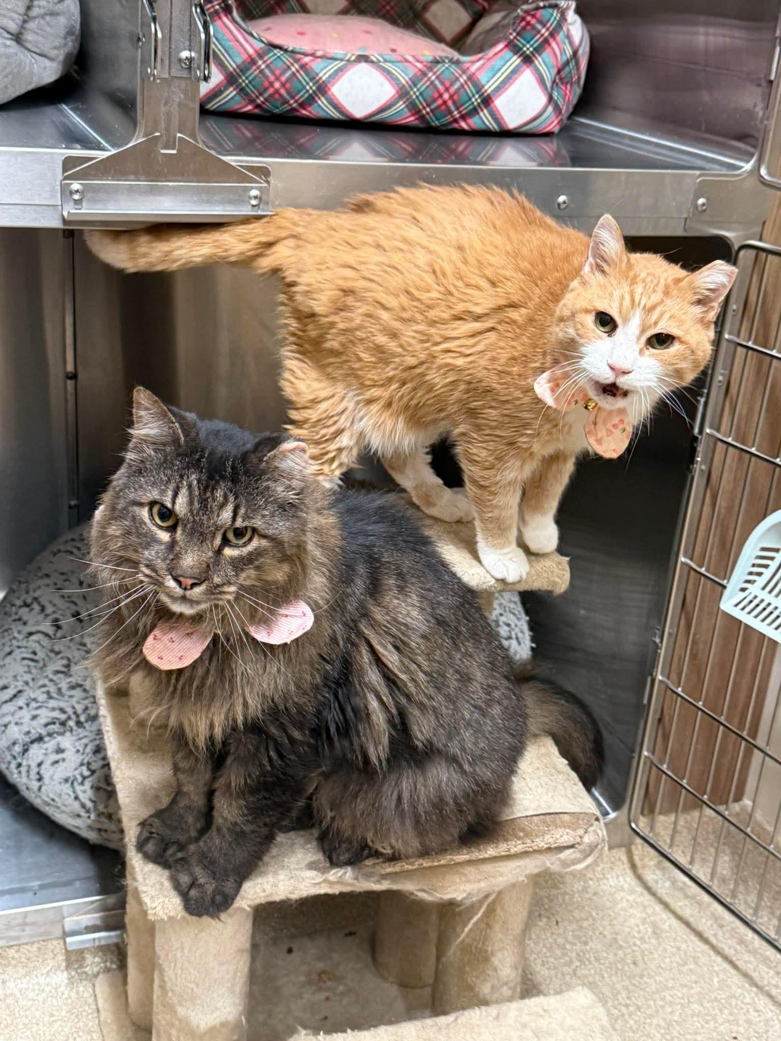 Enlarge Squishy, a Adoptable Domestic Short Hair in Sterling, VA image 6/6