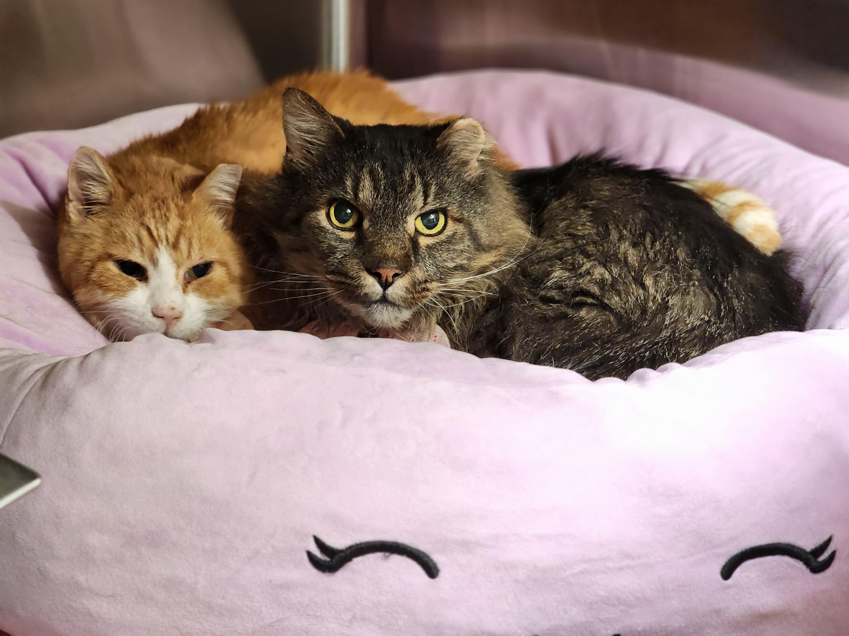 Enlarge Squishy, a Adoptable Domestic Short Hair in Sterling, VA image 2/6