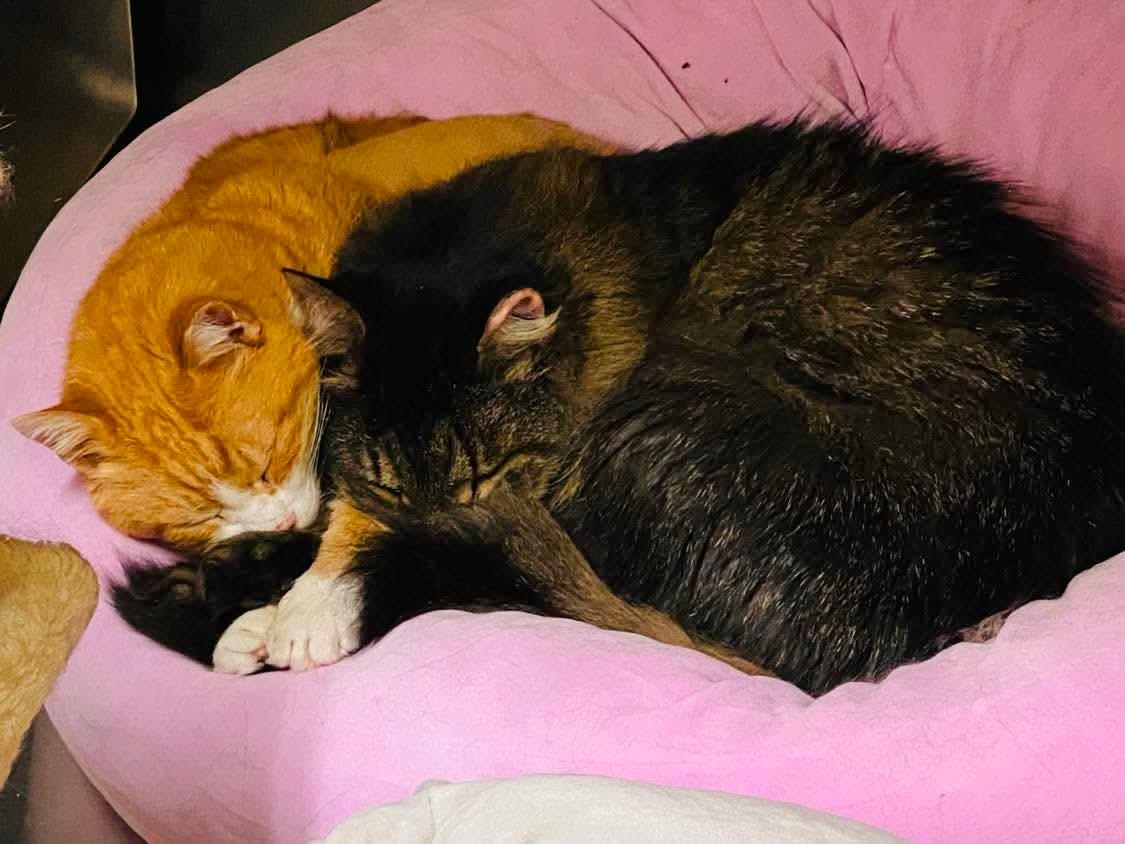 Enlarge Squishy, a Adoptable Domestic Short Hair in Sterling, VA image 4/6
