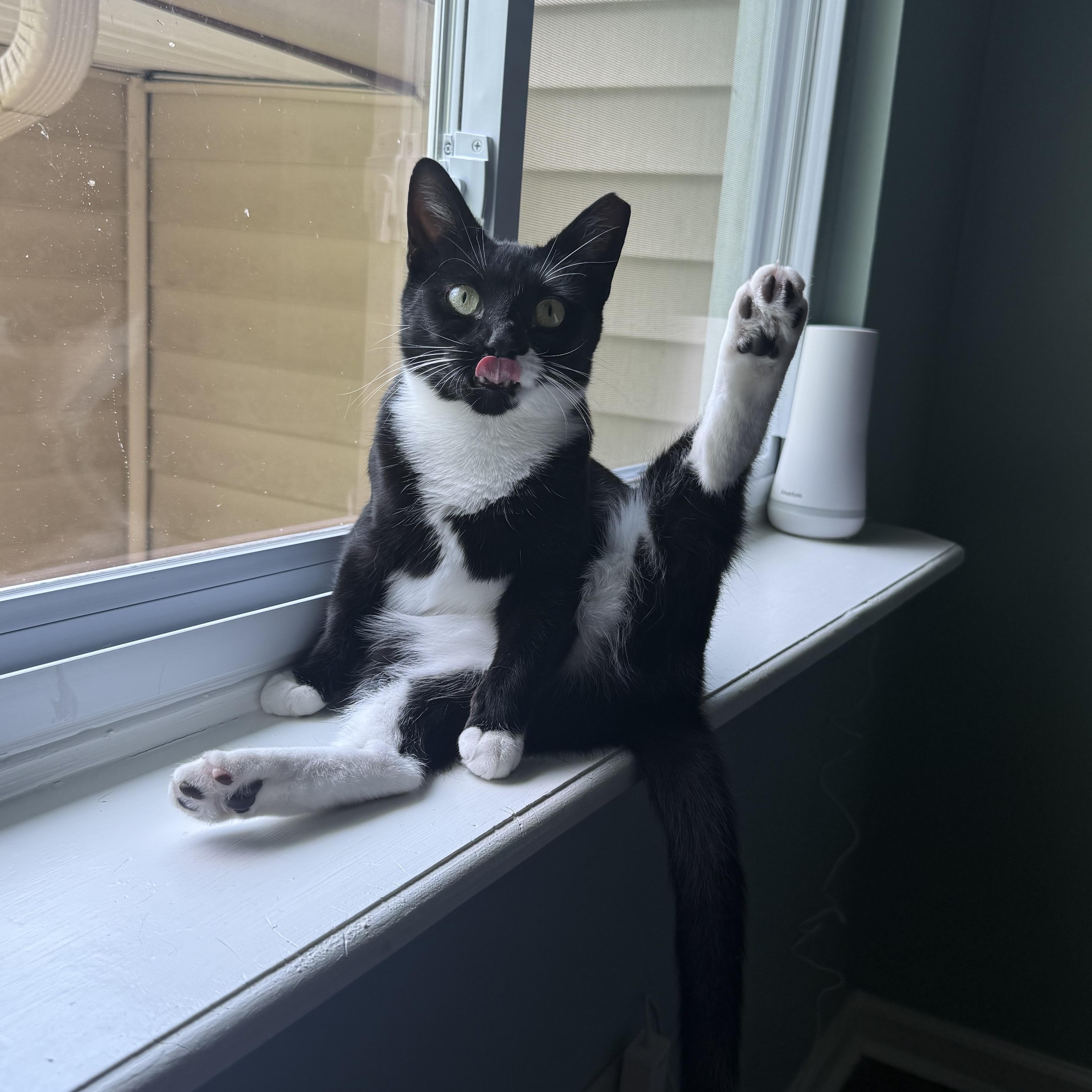 Courtney, Adopted, Young Female Tuxedo.