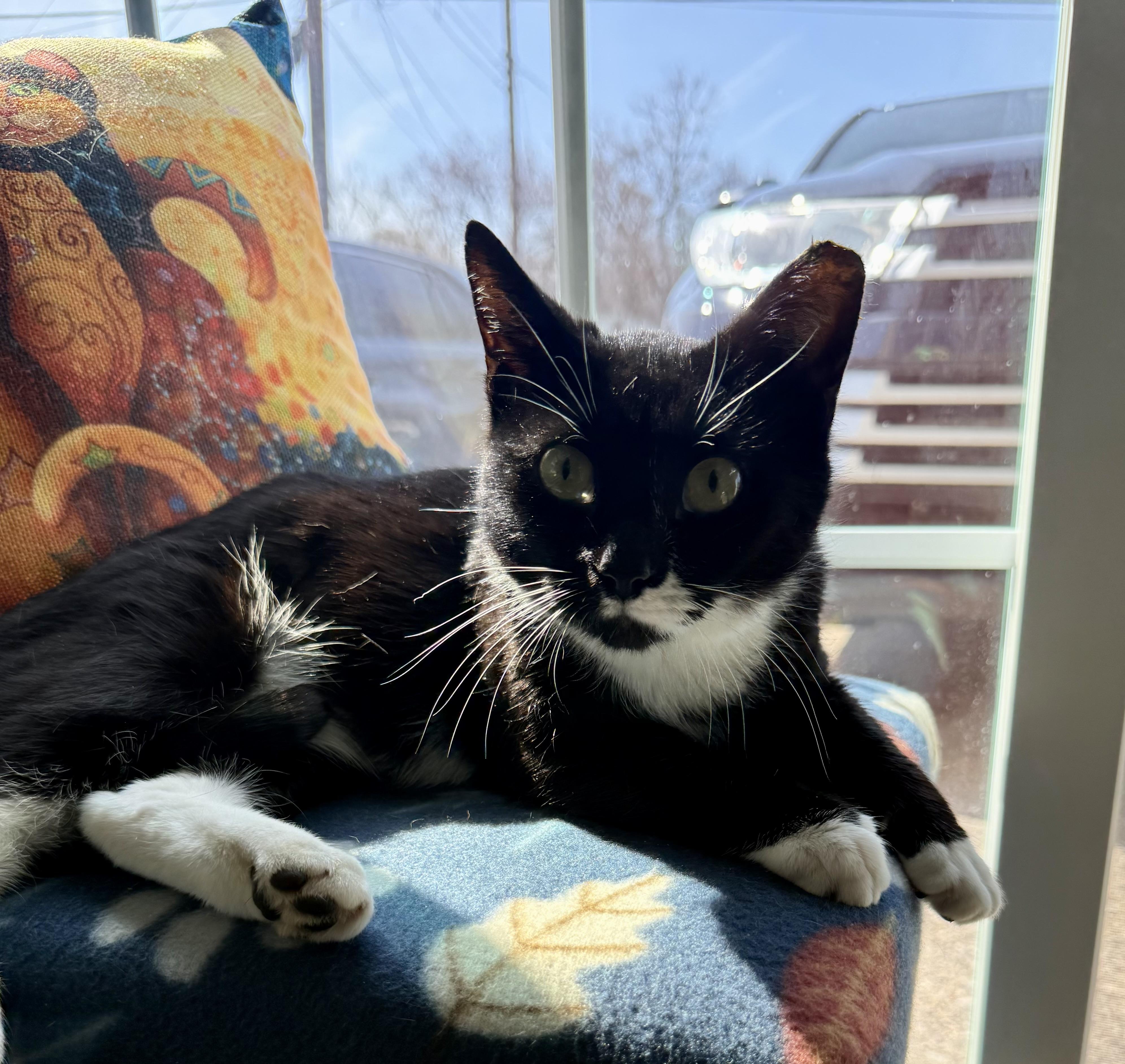 Enlarge Courtney, a ADOPTABLE Tuxedo in Turnersville, NJ image 2/5