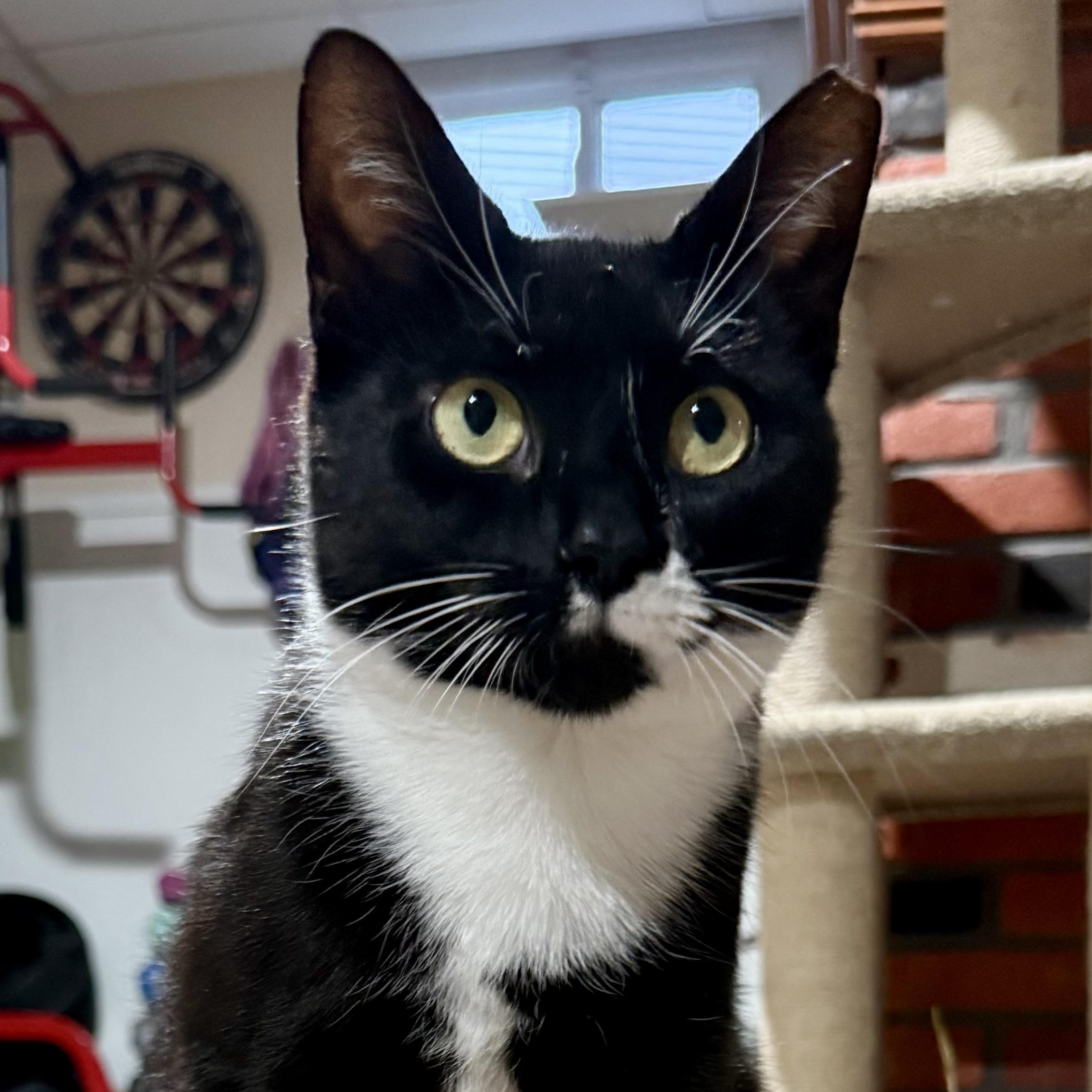 Enlarge Courtney, a ADOPTABLE Tuxedo in Turnersville, NJ image 1/5