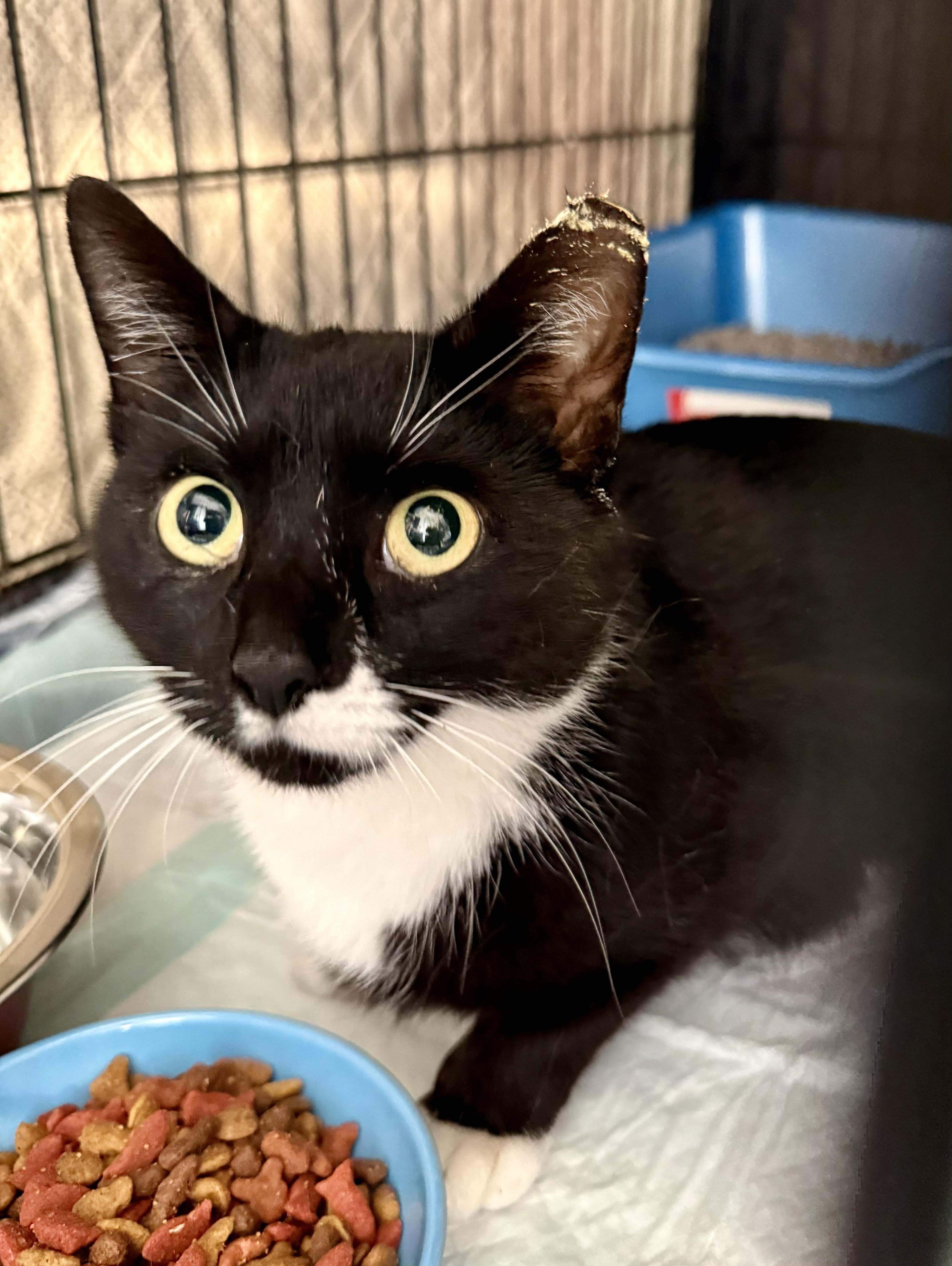 Enlarge Courtney, a ADOPTABLE Tuxedo in Turnersville, NJ image 5/5