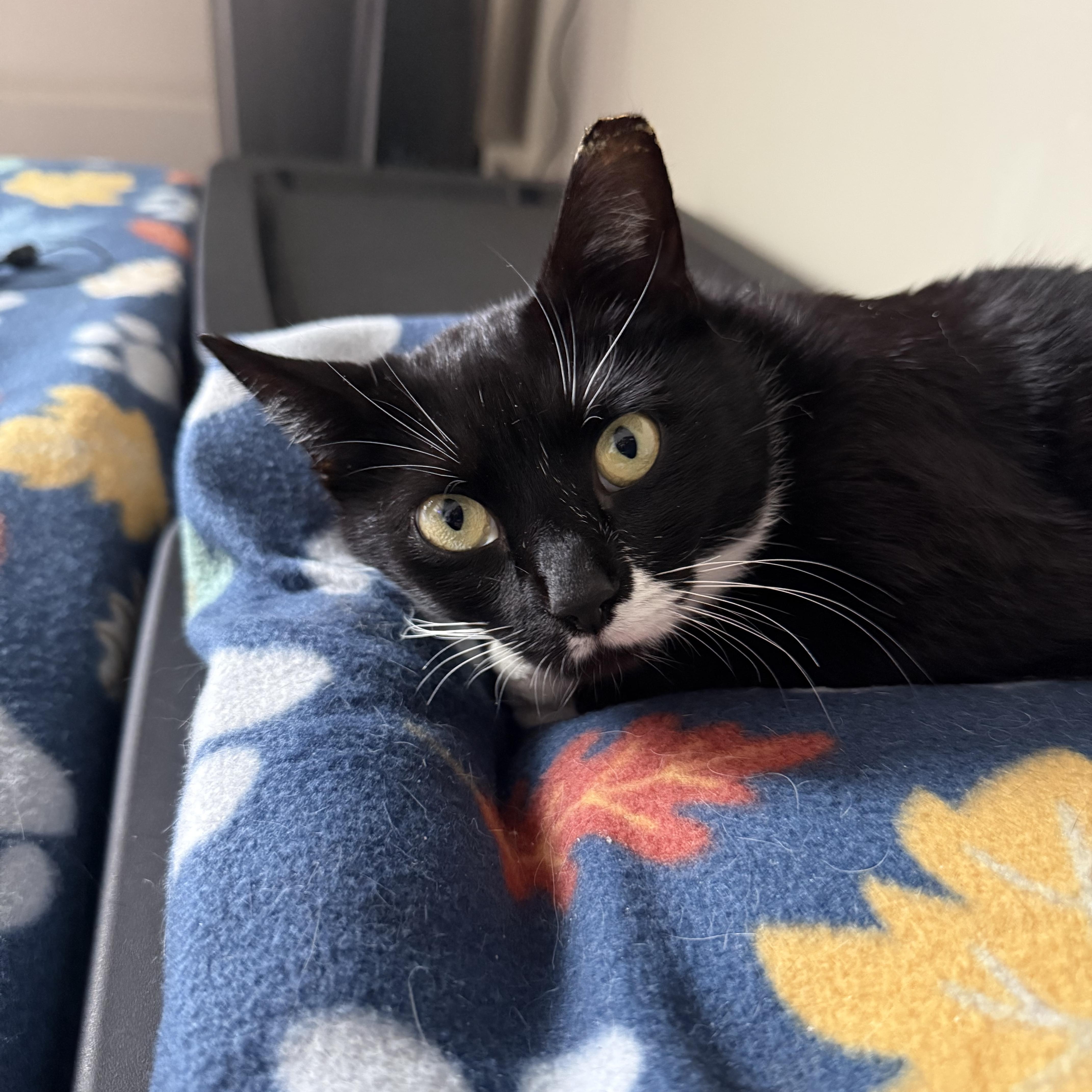 Enlarge Courtney, a ADOPTABLE Tuxedo in Turnersville, NJ image 4/5