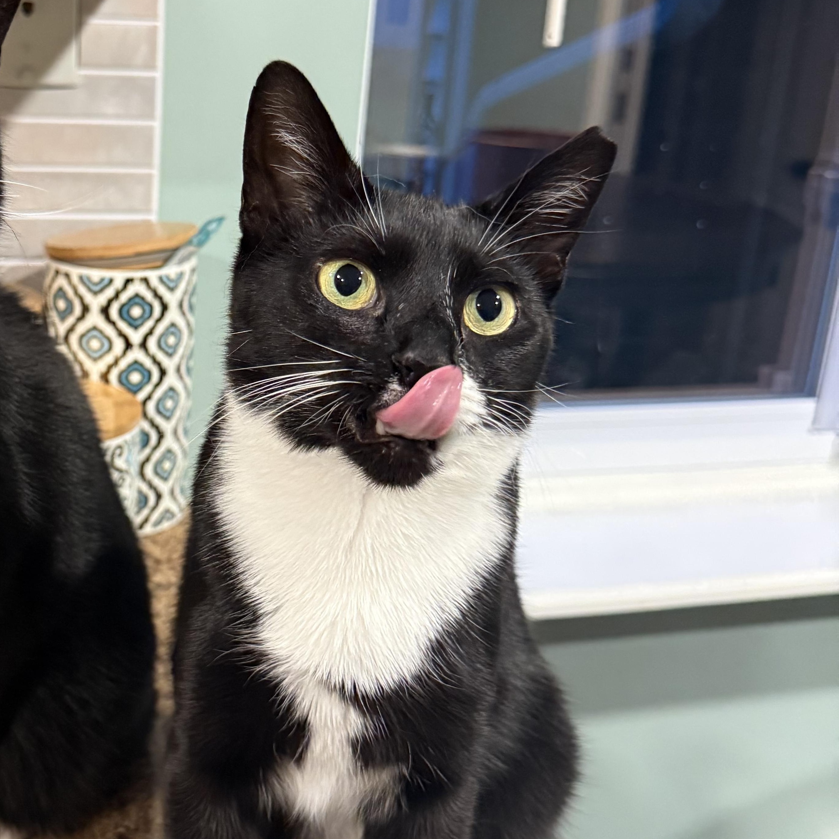 Enlarge Courtney, a Adopted Tuxedo in Turnersville, NJ image 3/6