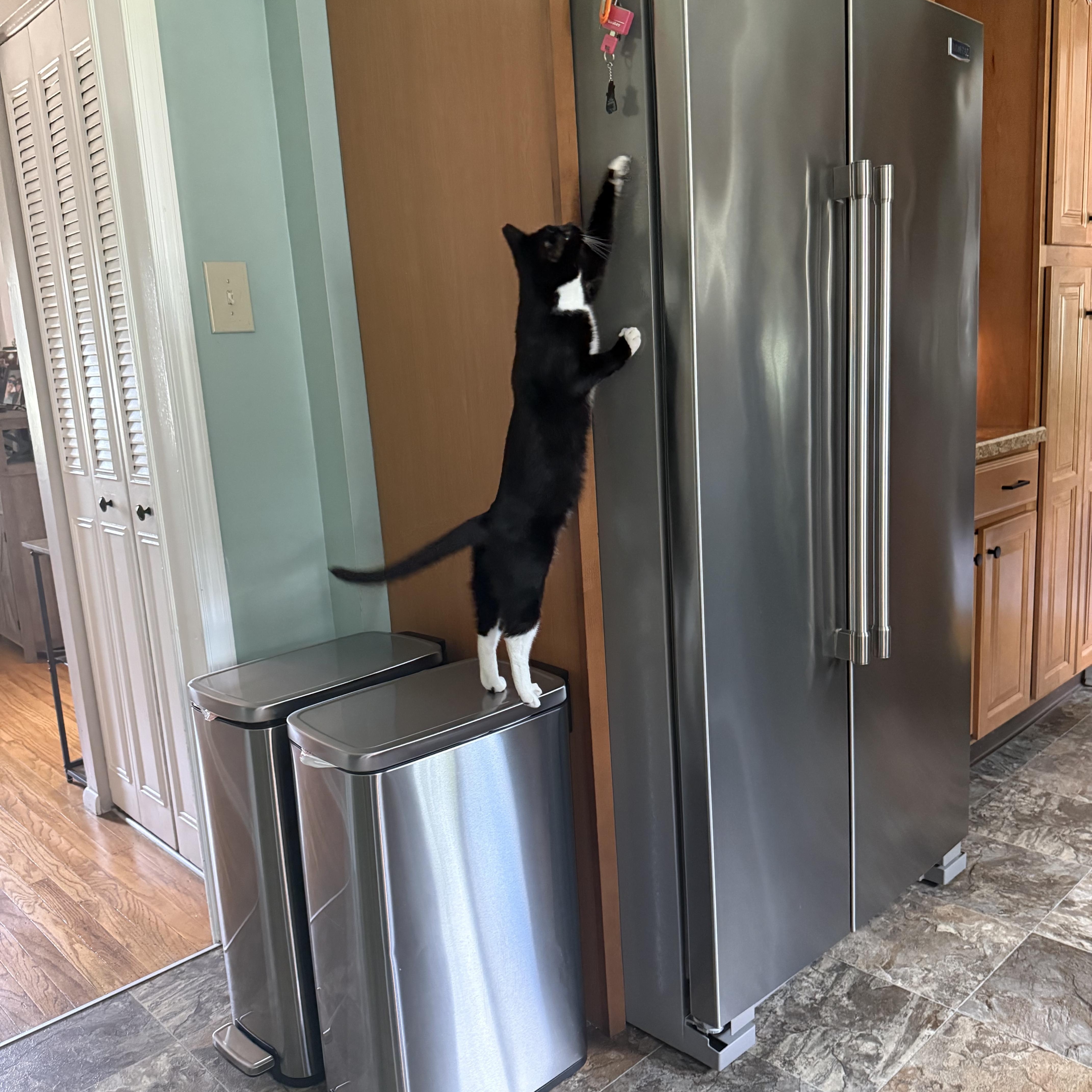 Enlarge Courtney, a Adopted Tuxedo in Turnersville, NJ image 6/6