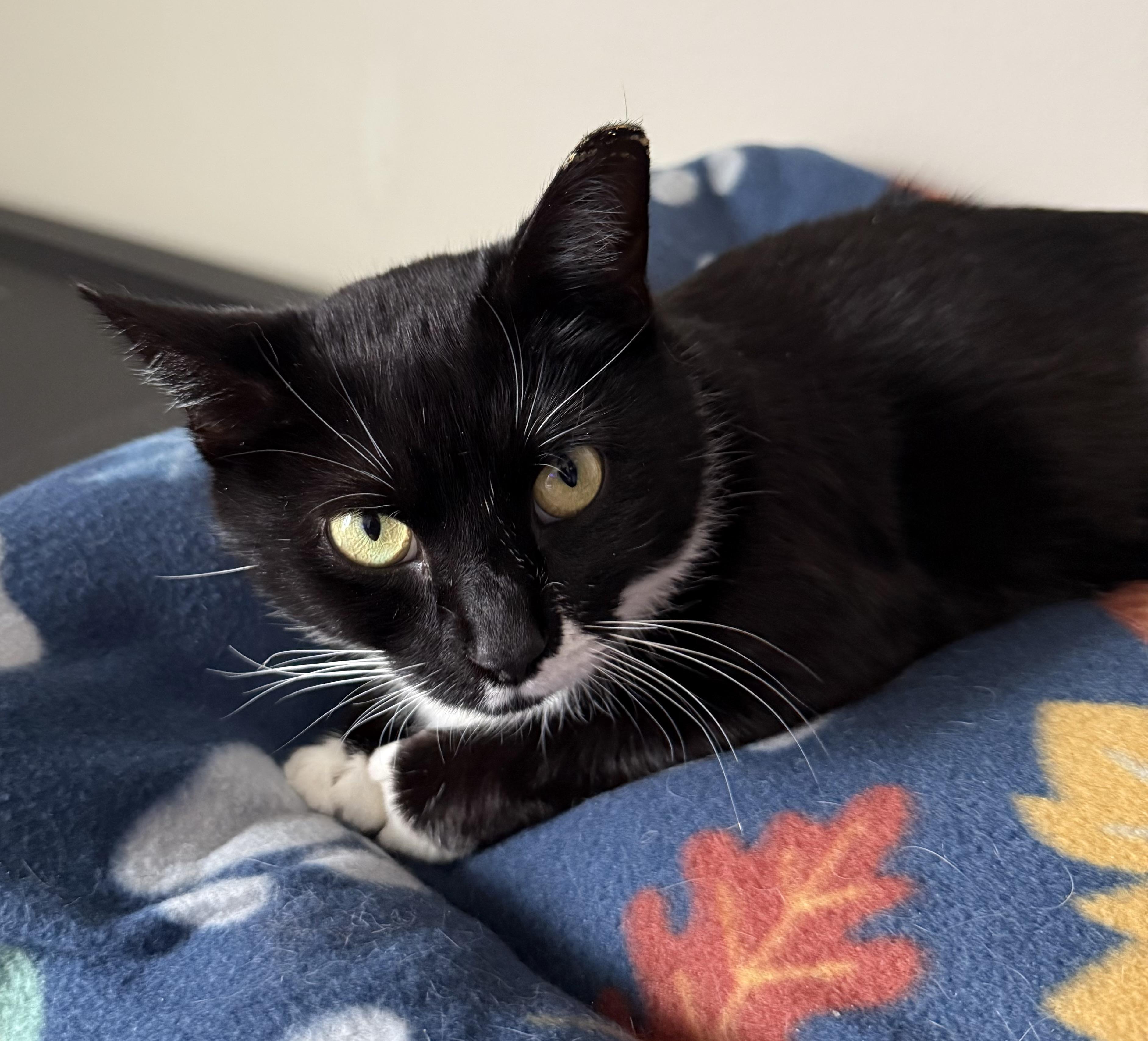 Enlarge Courtney, a ADOPTABLE Tuxedo in Turnersville, NJ image 3/5