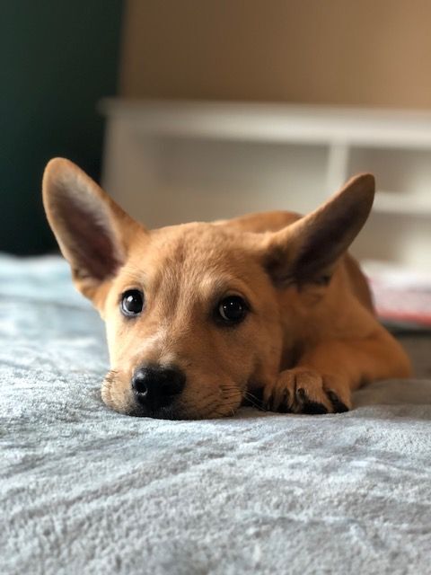 Totter, Adopted, Puppy Male Corgi.