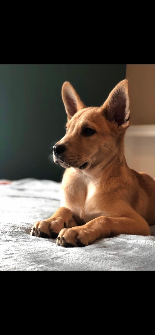 Totter, a Adopted mixed breed in Texarkana, TX image 2/5