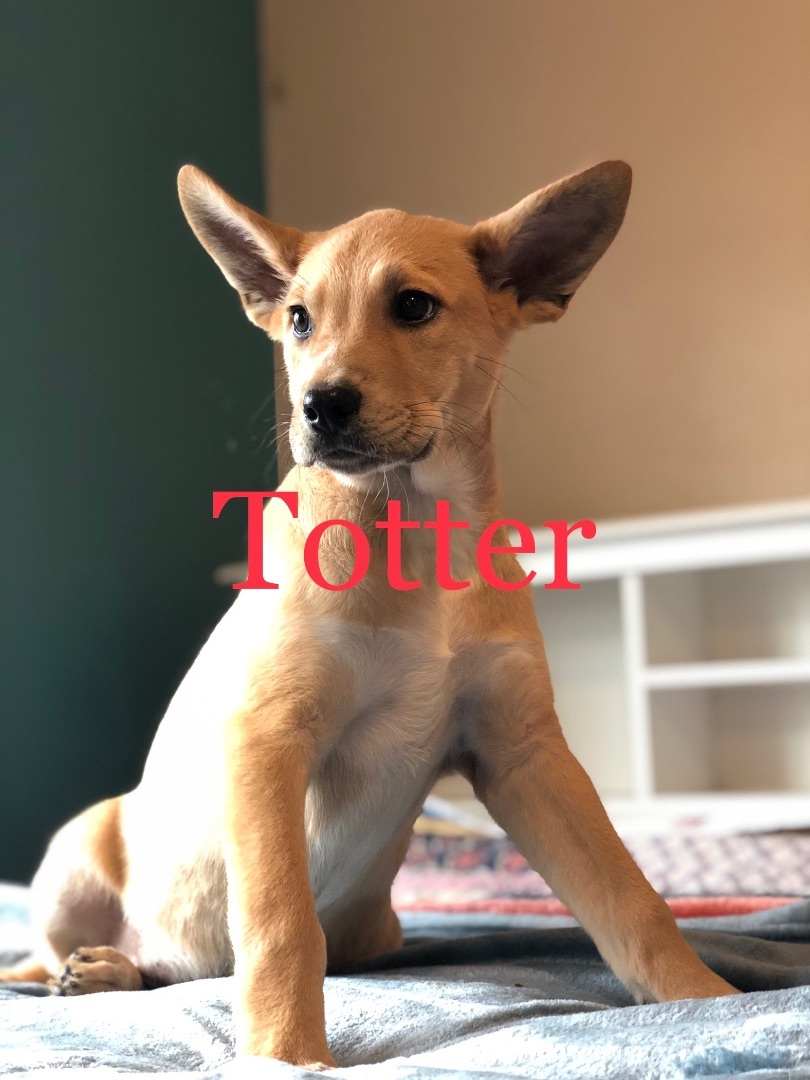 Totter, a Adopted mixed breed in Texarkana, TX image 3/5