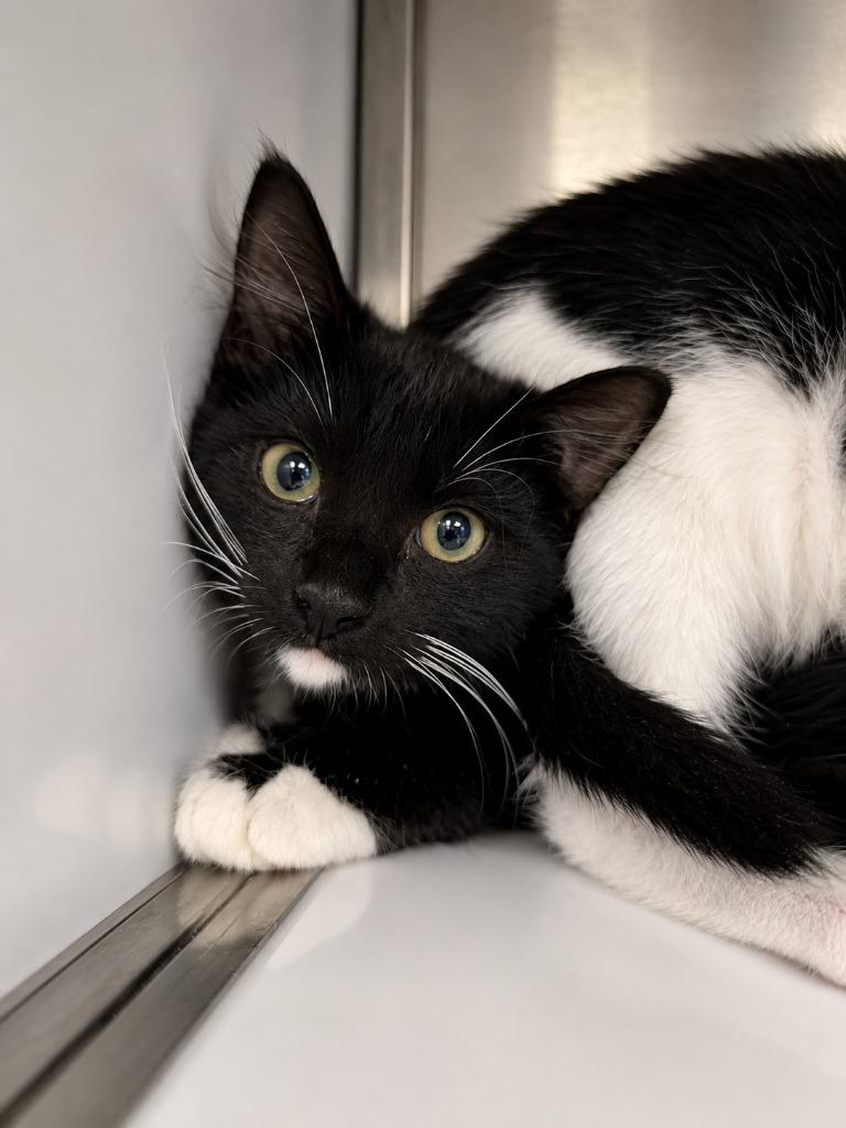 MEOWZART, a Adoptable mixed breed in Rome, GA image 1/2