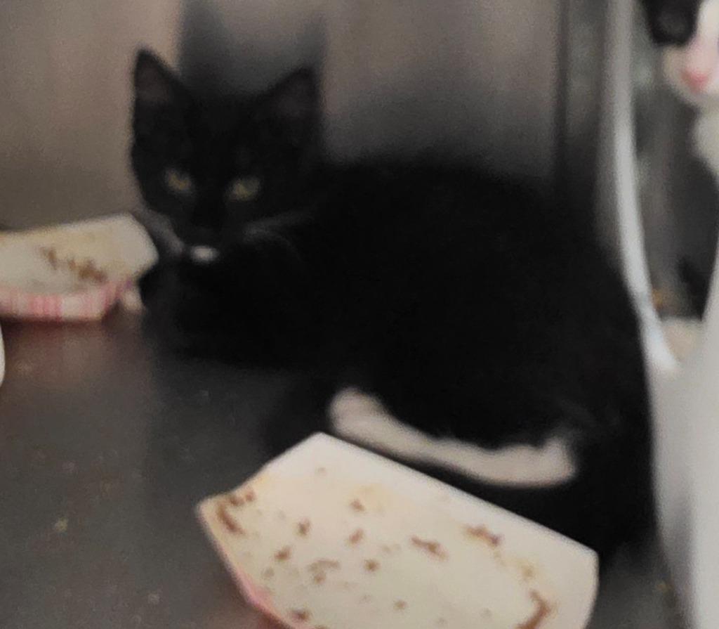 MEOWZART, a Adoptable mixed breed in Rome, GA image 2/2