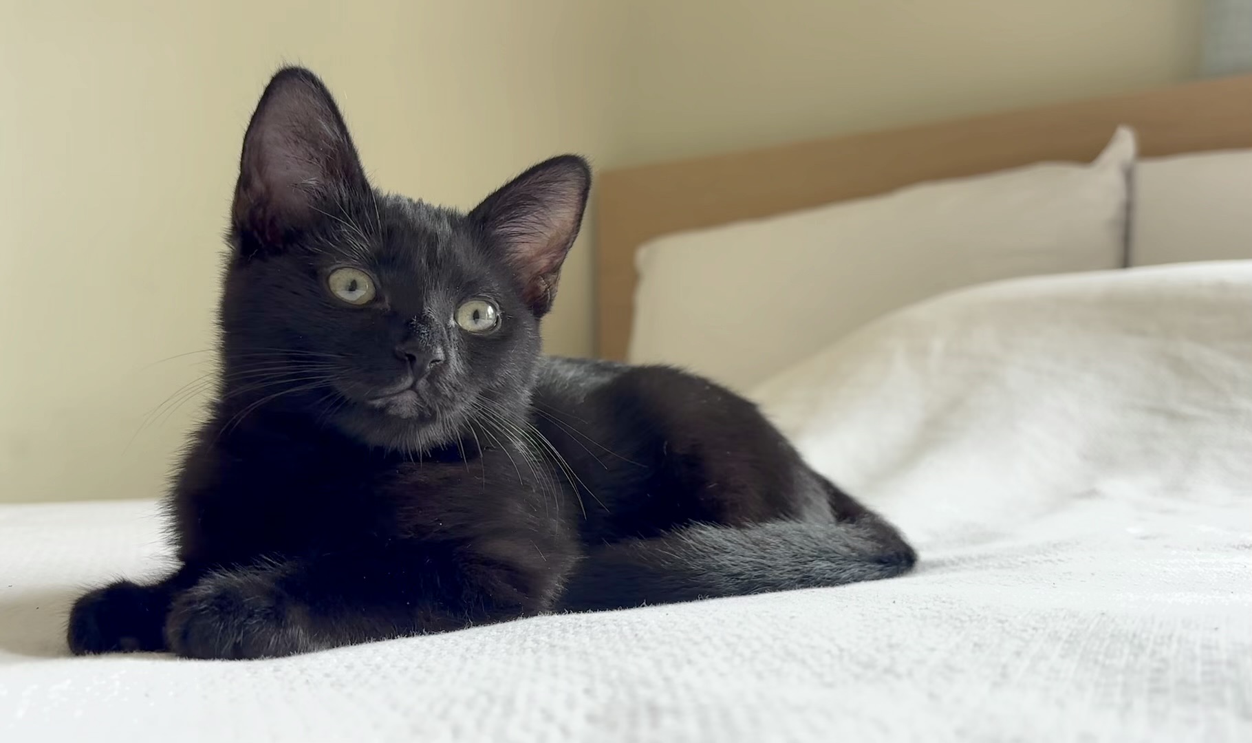 Cat for adoption Juneau Mellow and Cuddly, a Domestic Long Hair in