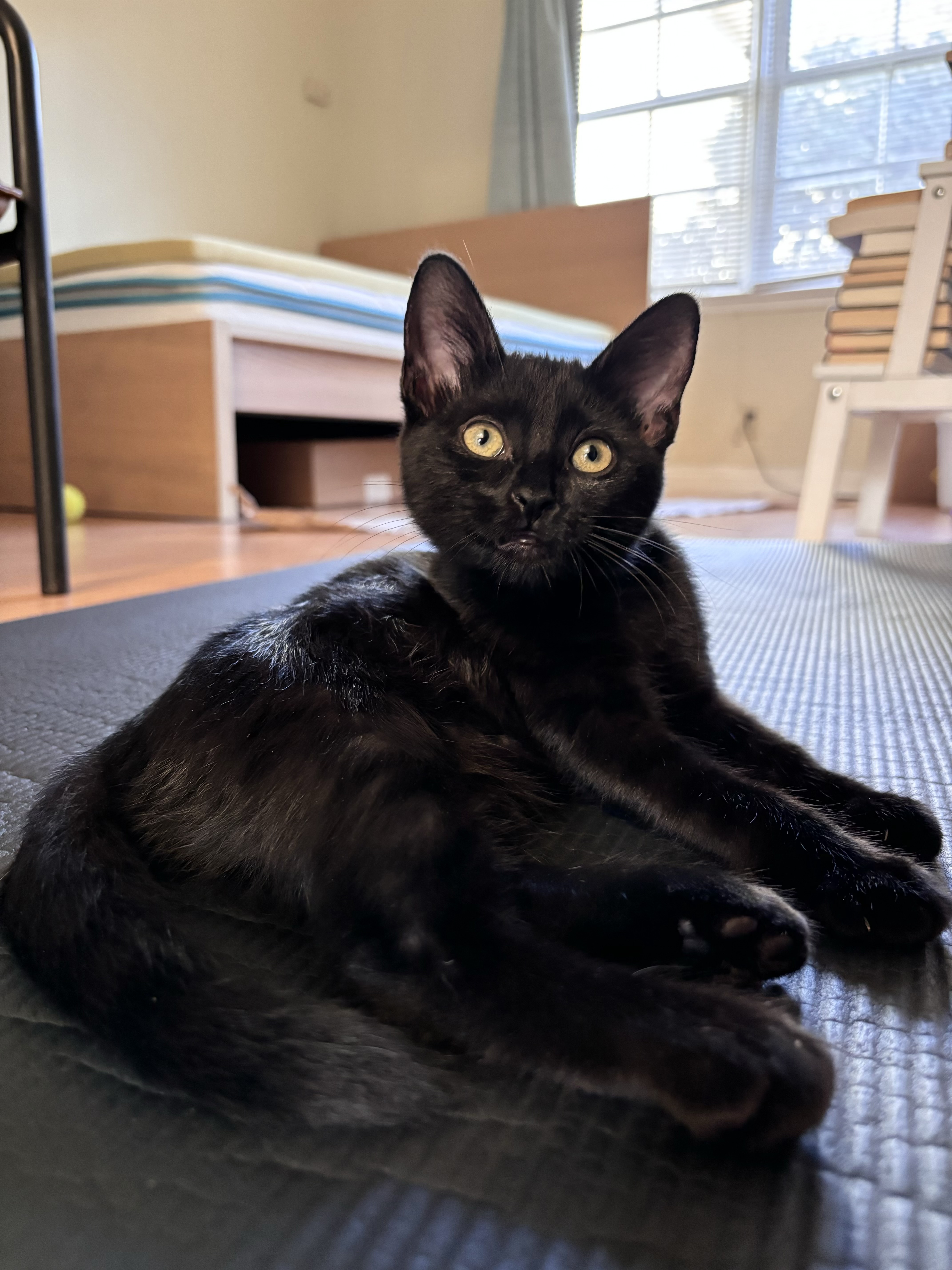 Cat for adoption Juneau Mellow and Cuddly, a Domestic Long Hair in