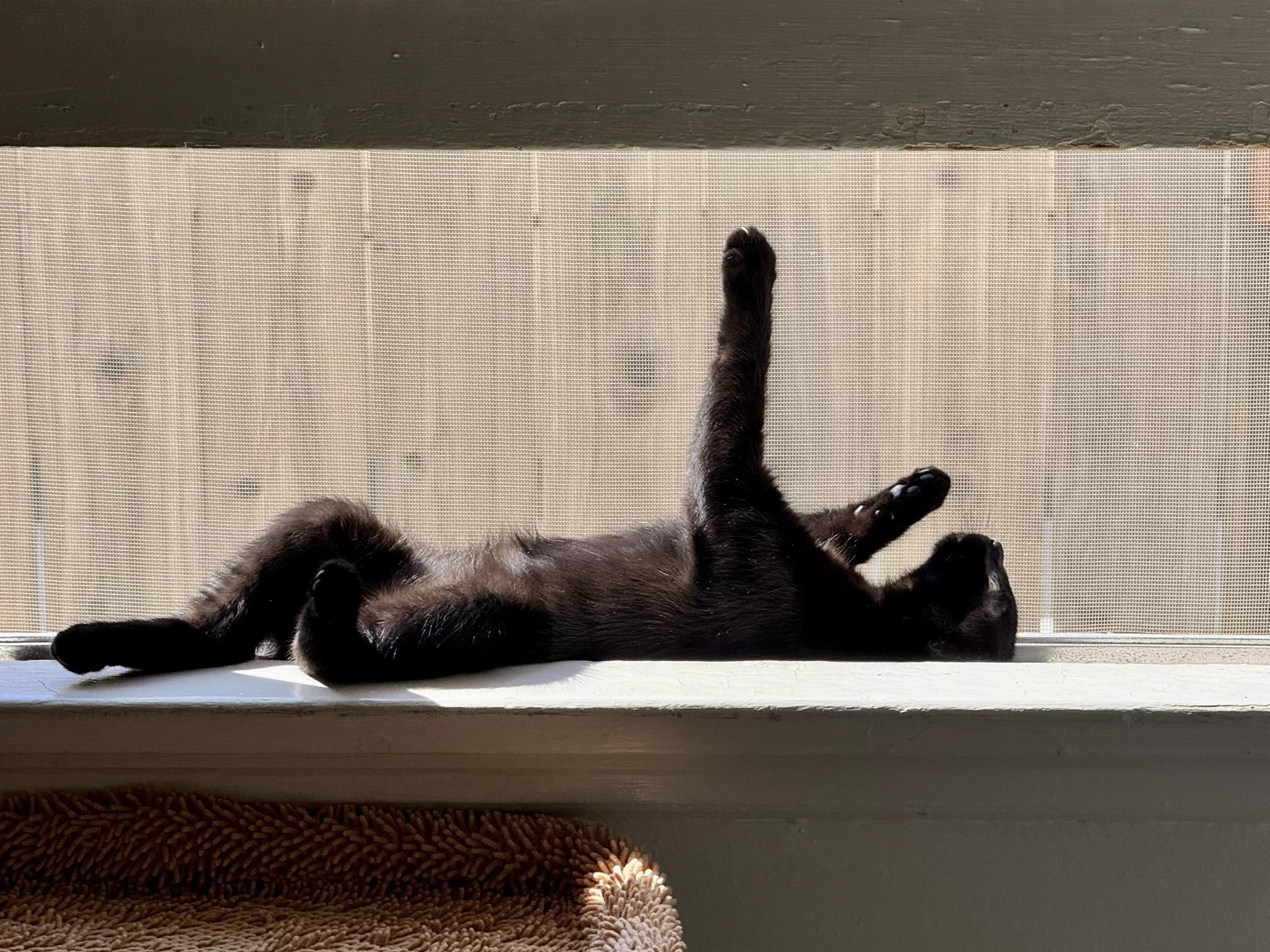 Cat for adoption Juneau Mellow and Cuddly, a Domestic Long Hair in