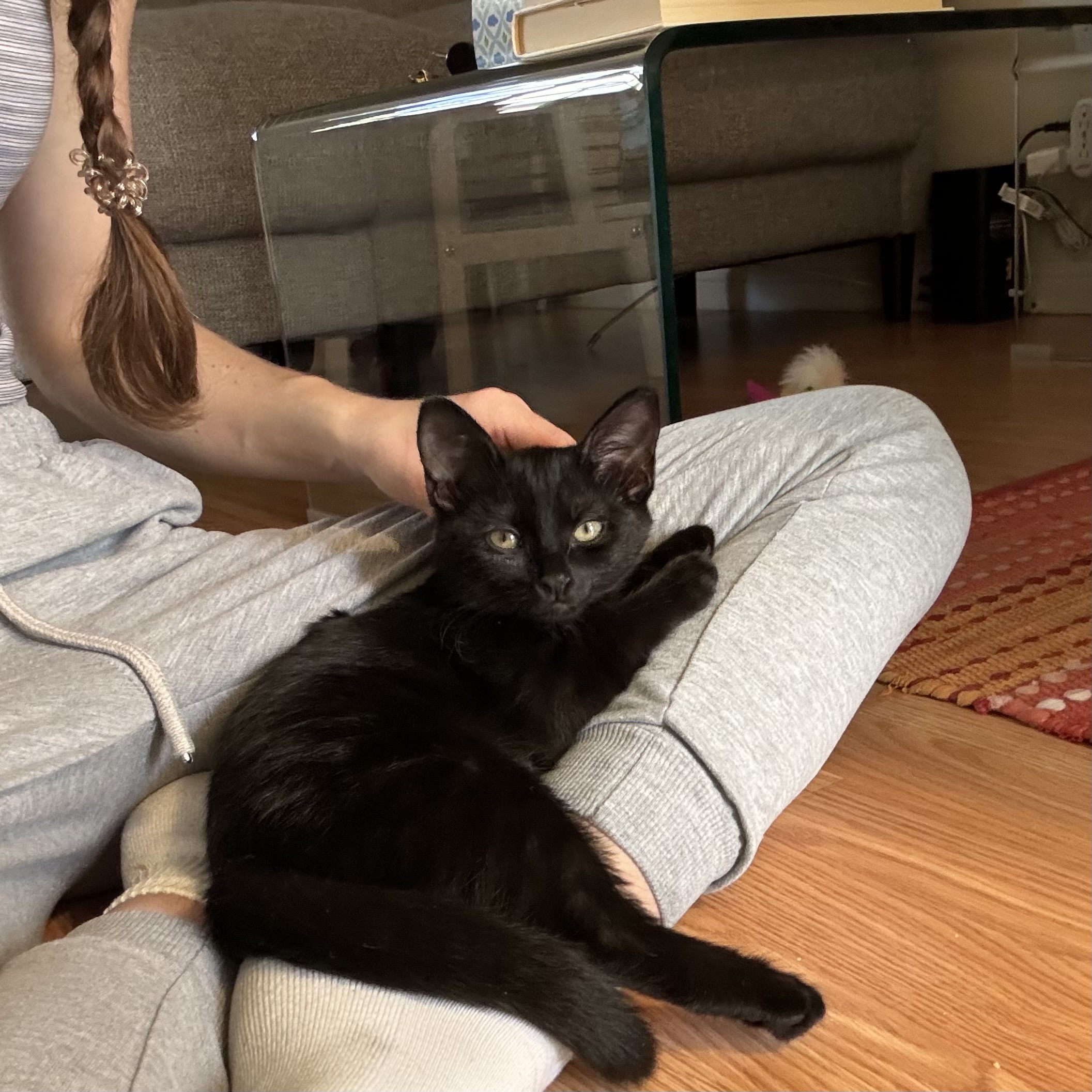 Cat for adoption Juneau Mellow and Cuddly, a Domestic Long Hair in