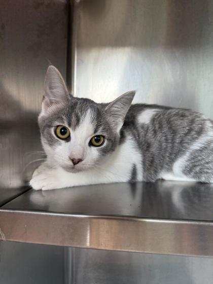 Norton, Adoptable, Kitten Male Domestic Short Hair & Domestic Short Hair.