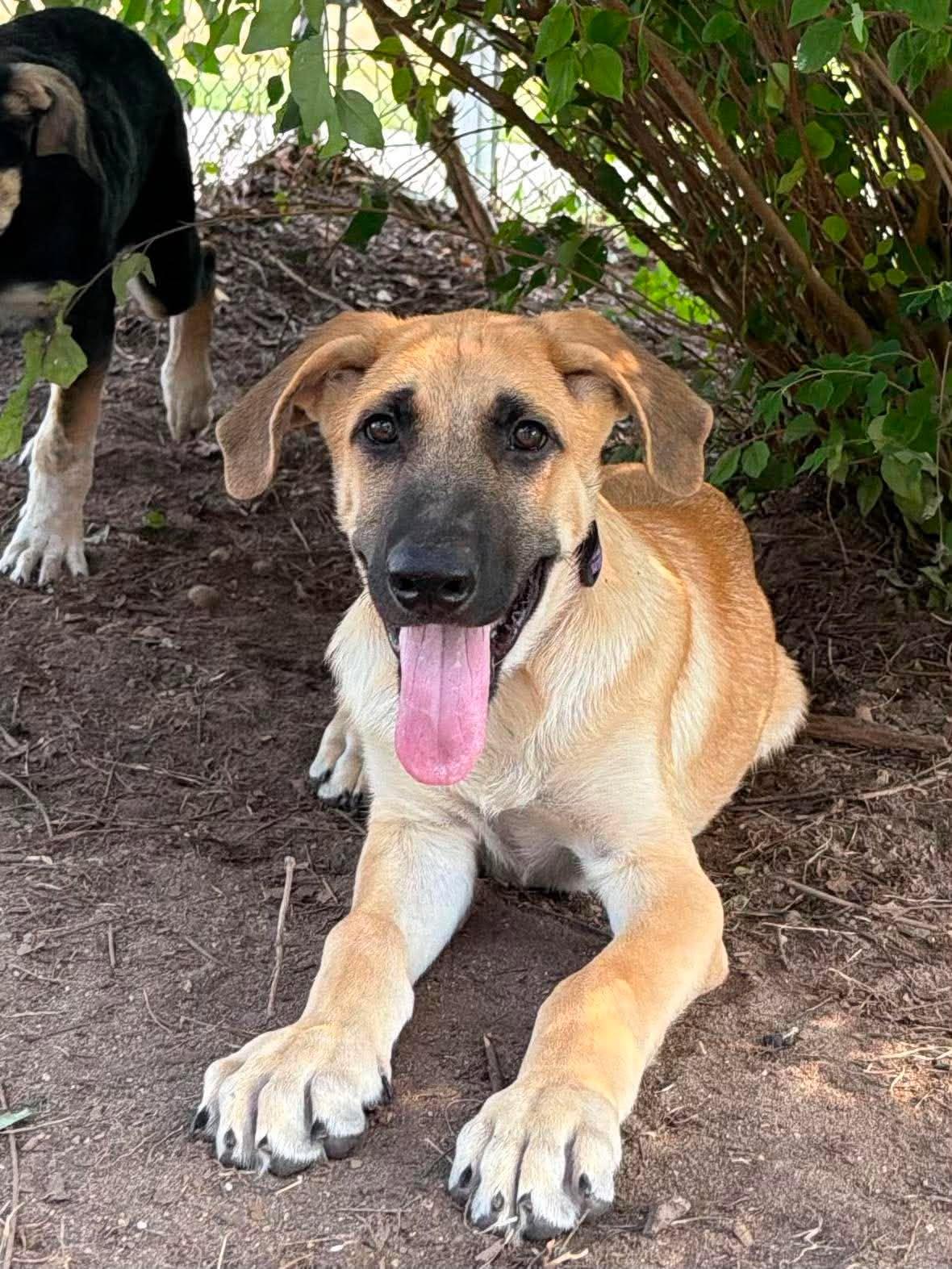 Finn, an adopted mixed breed in Kalamazoo, MI image 3/6