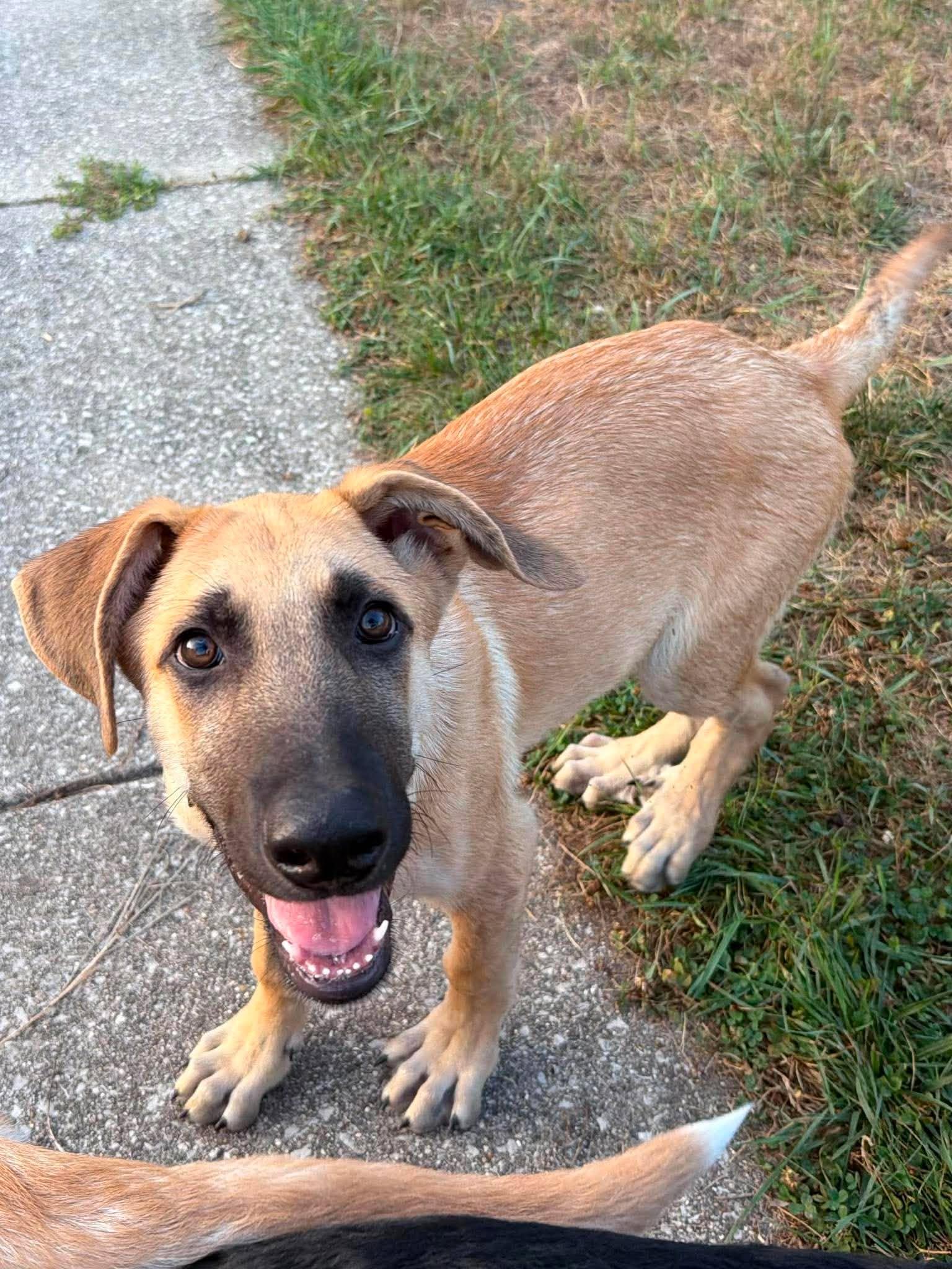 Finn, adopted, Puppy Male Shepherd & Labrador Retriever.