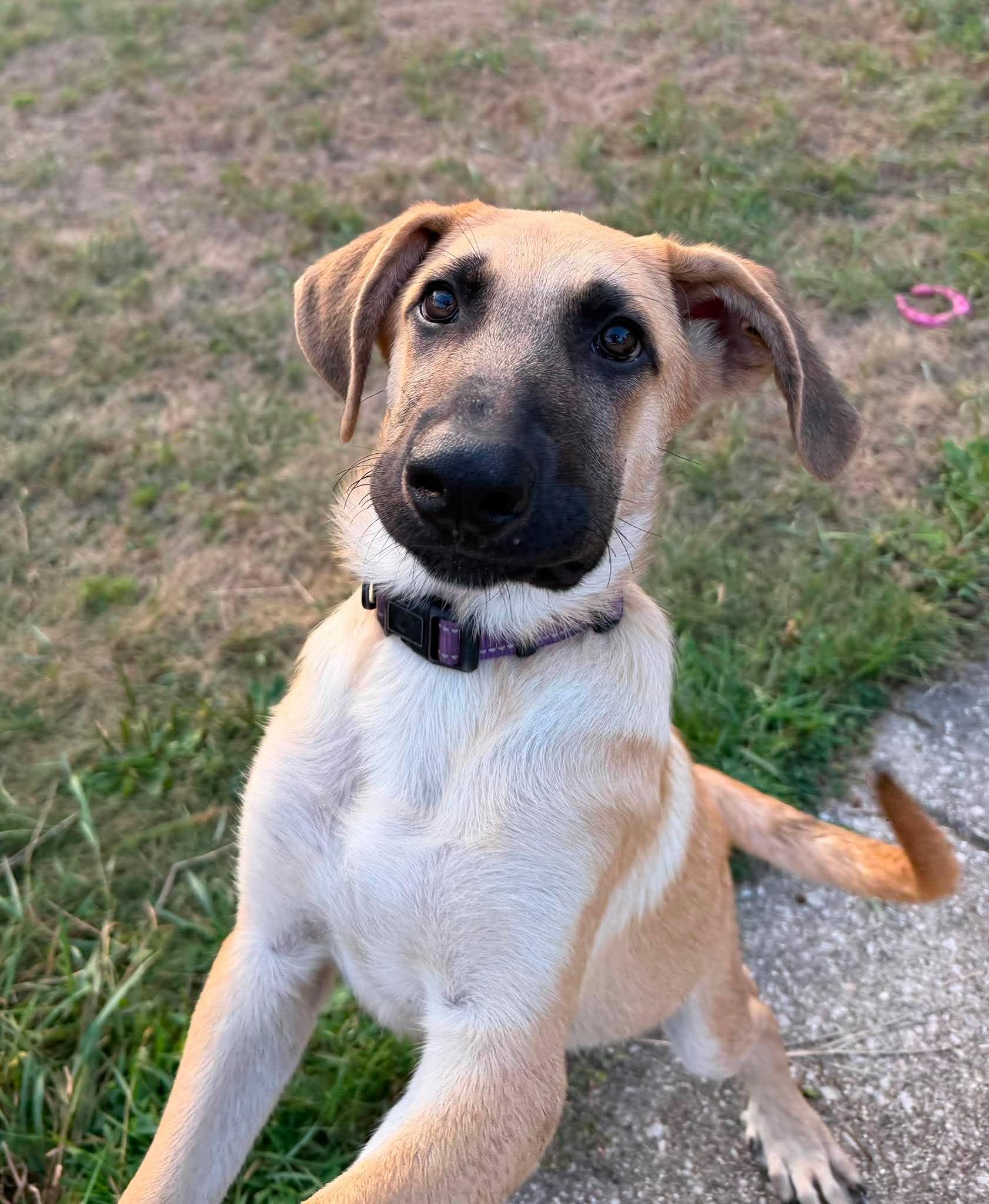 Finn, an adopted mixed breed in Kalamazoo, MI image 2/6