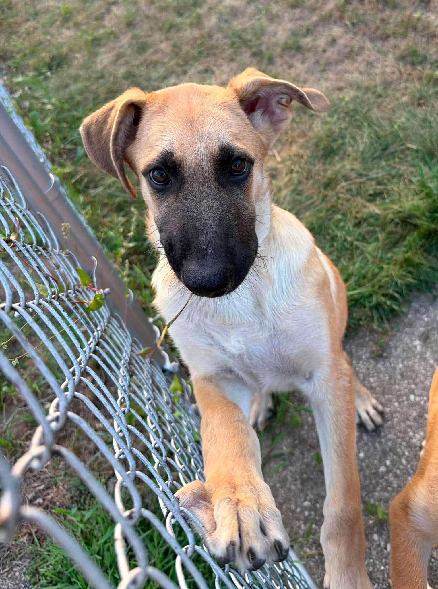 Finn, an adopted mixed breed in Kalamazoo, MI image 6/6