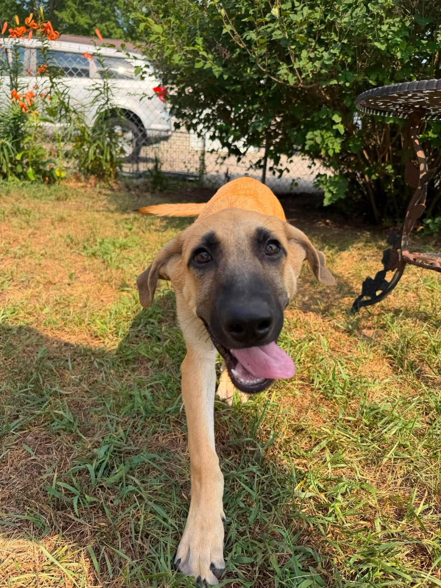 Finn, an adopted mixed breed in Kalamazoo, MI image 5/6
