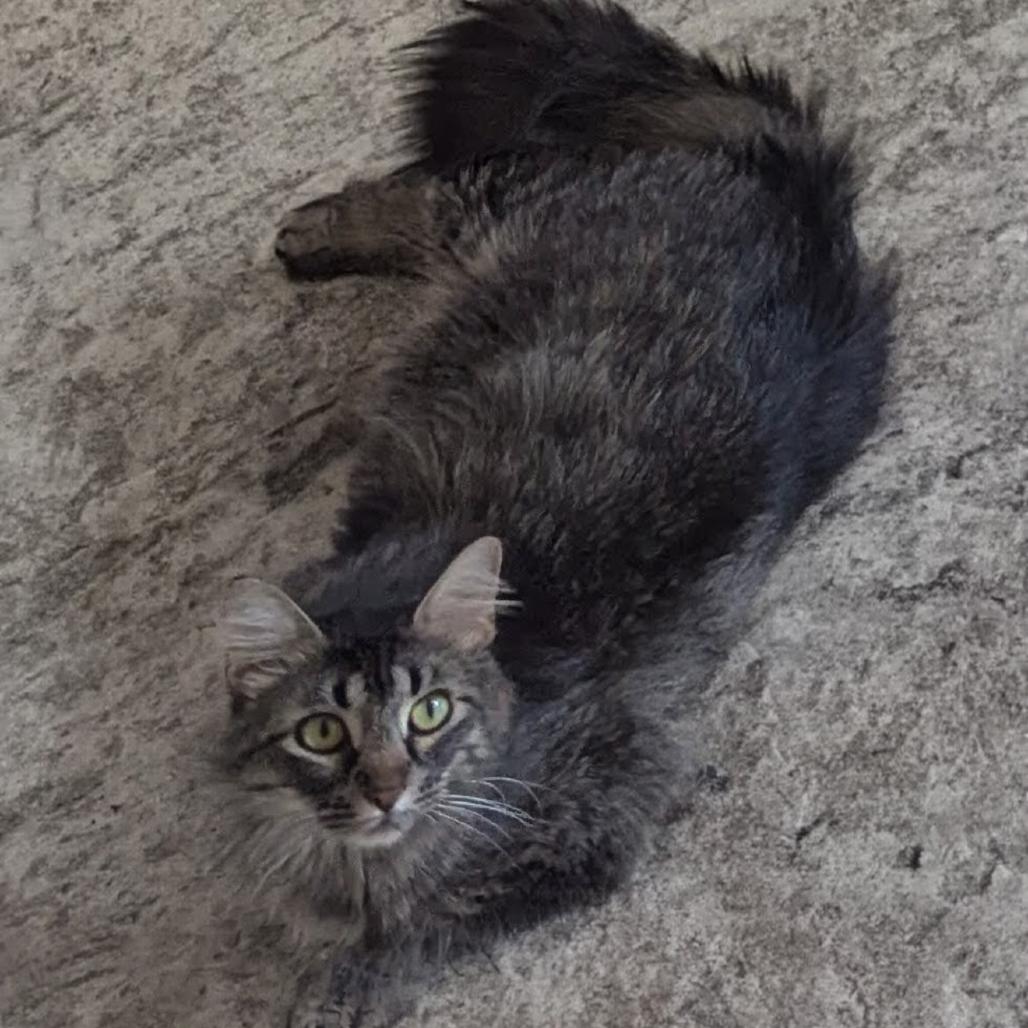 Enlarge Pad, a Adoptable Domestic Long Hair in Granby, MO image 1/1