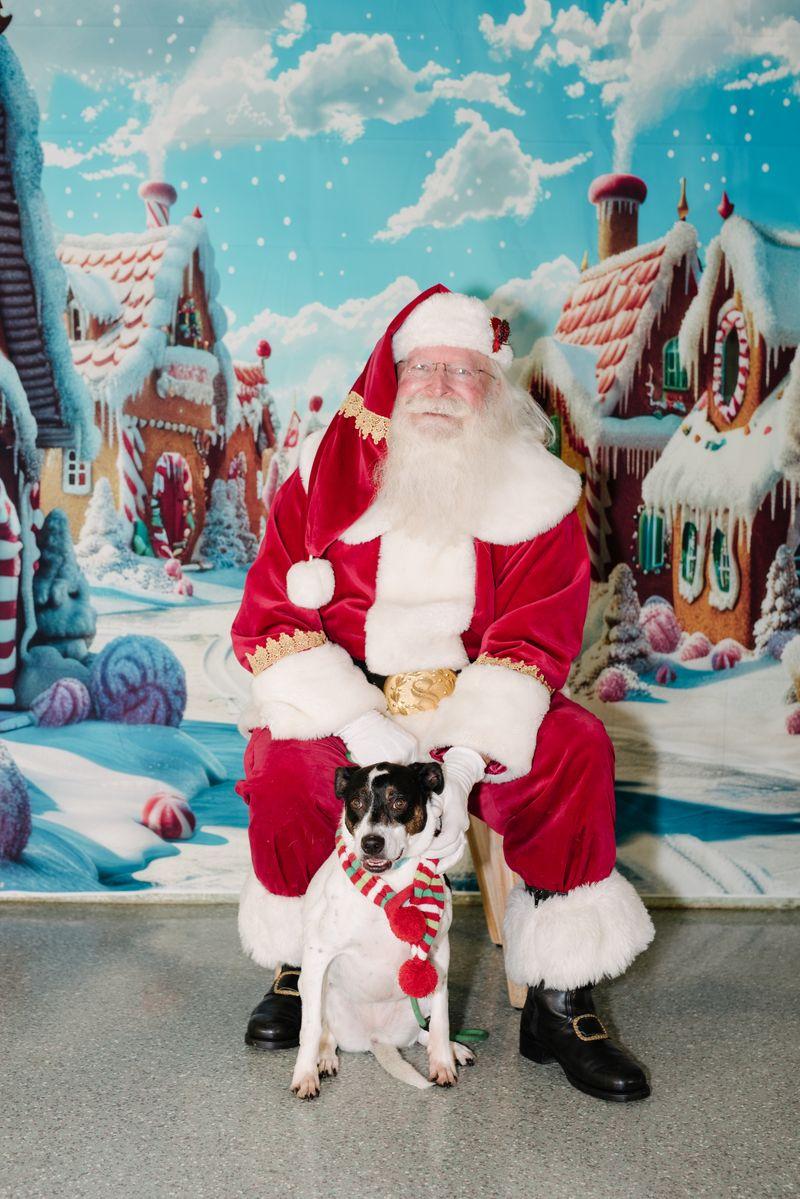 Enlarge Dottie, a Adoptable mixed breed in Rancho Santa Margarita, CA image 3/4