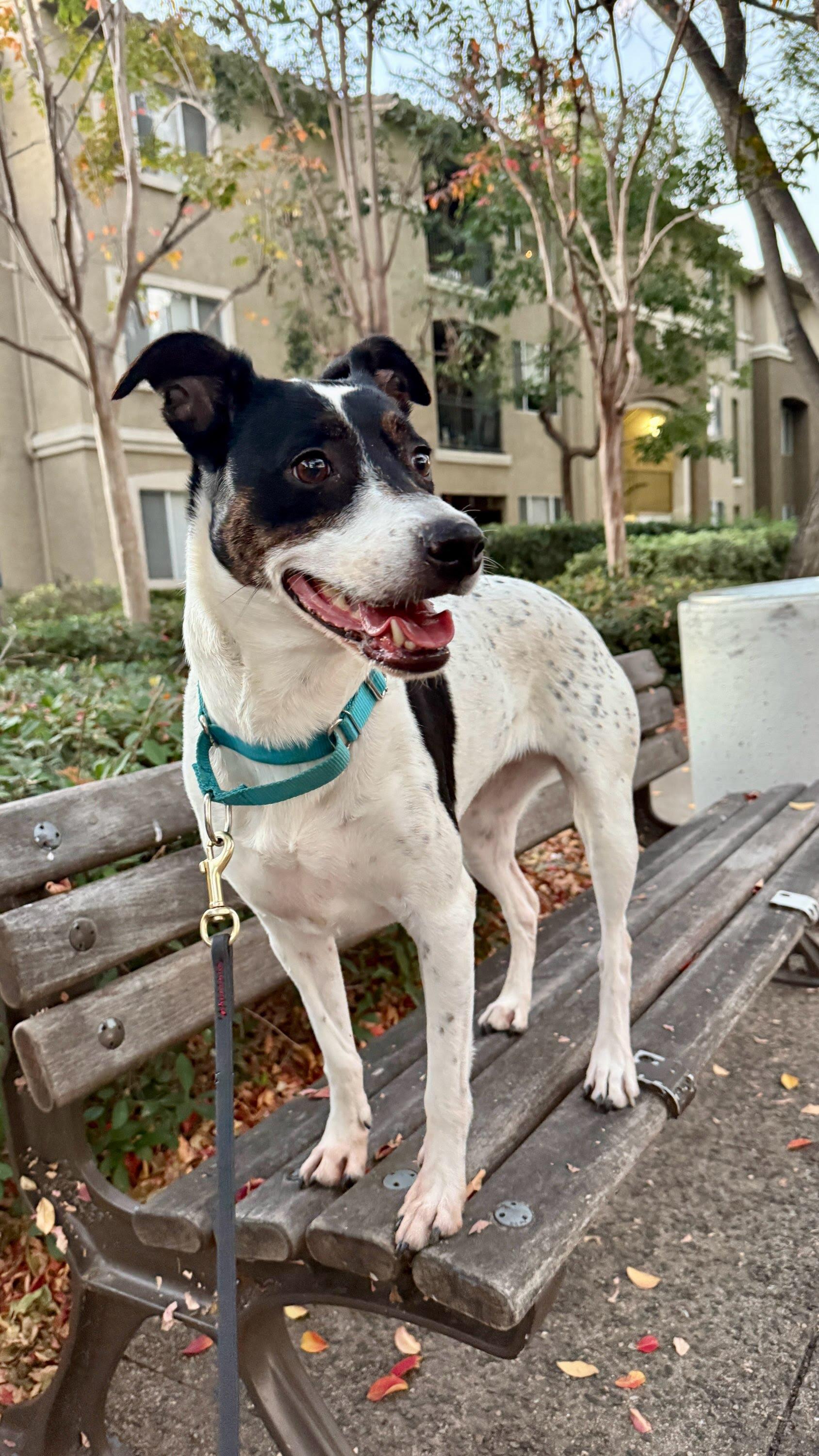 Dottie, Adoptable, Adult Female Terrier & Cattle Dog.