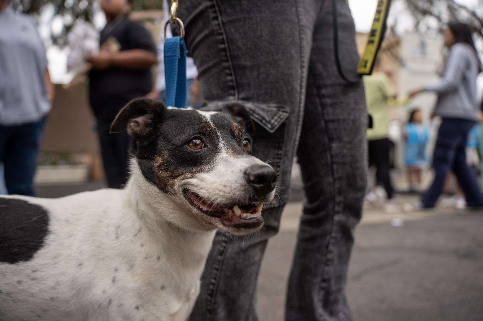 Enlarge Dottie, a Adoptable mixed breed in Rancho Santa Margarita, CA image 6/6