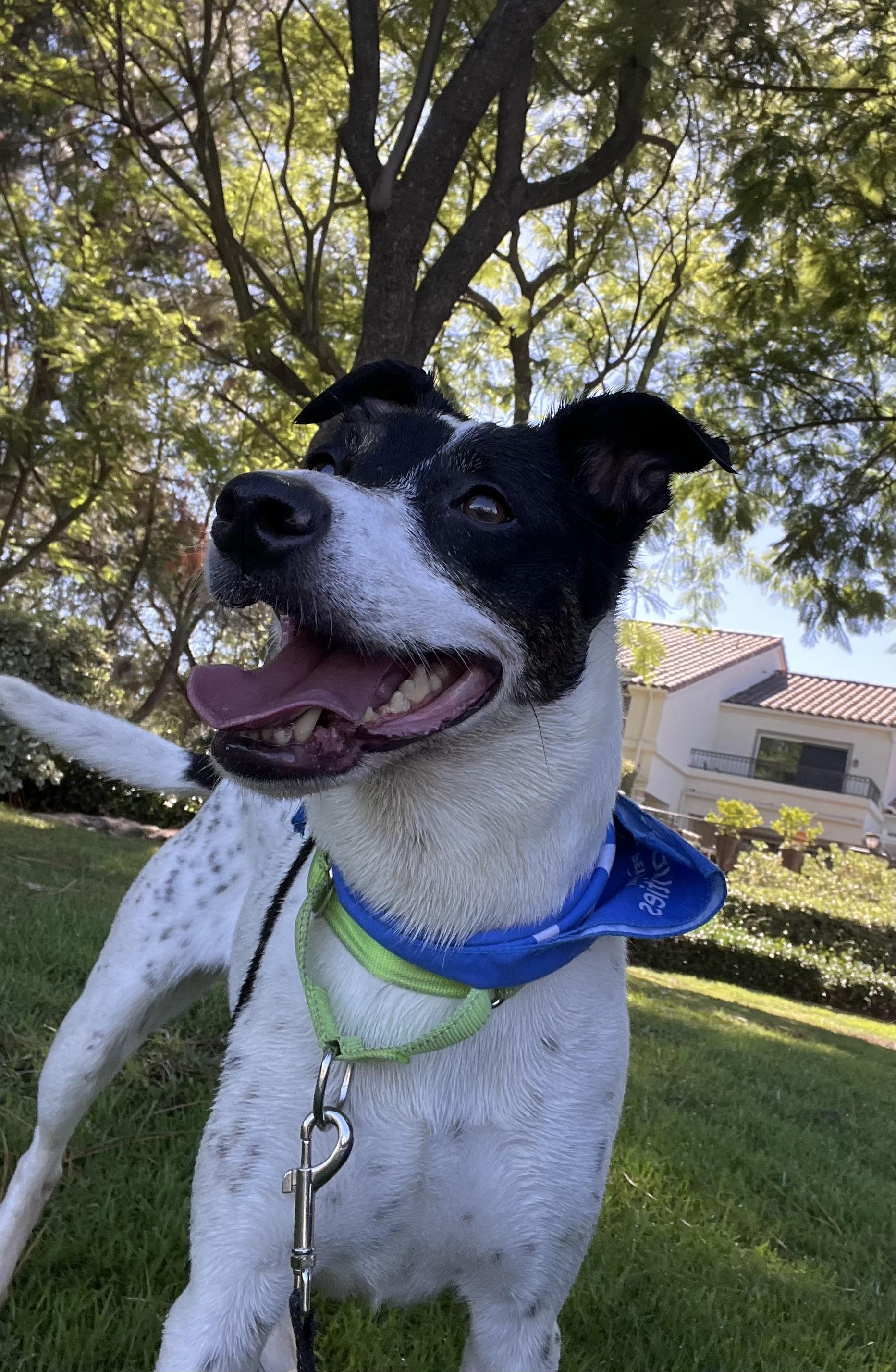 Enlarge Dottie, a Adoptable mixed breed in Rancho Santa Margarita, CA image 6/6