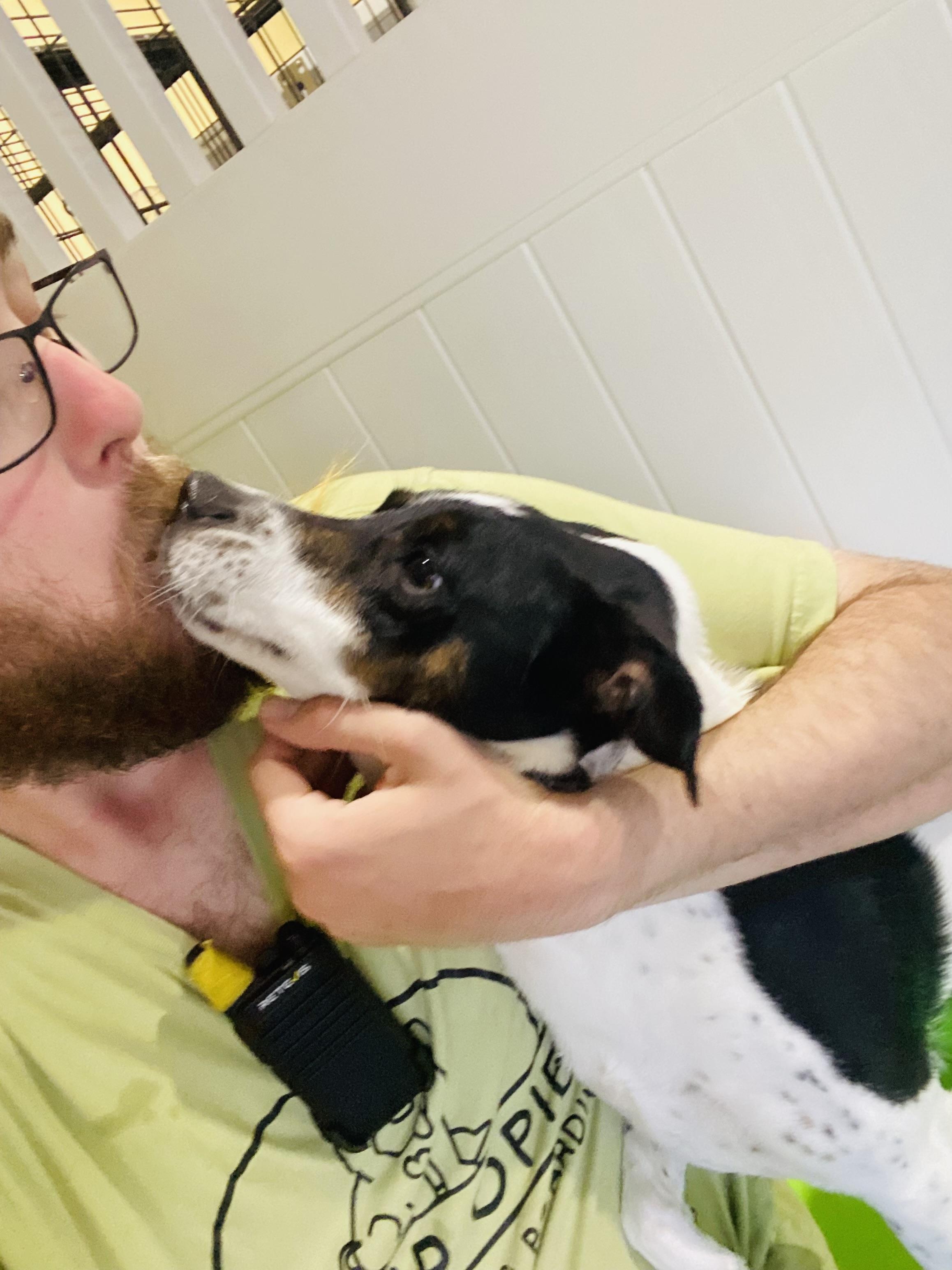 Enlarge Dottie, a Adoptable mixed breed in Rancho Santa Margarita, CA image 4/4