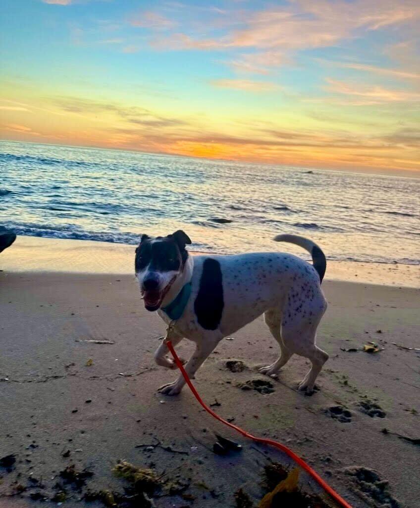 Enlarge Dottie, a Adoptable mixed breed in Rancho Santa Margarita, CA image 5/5