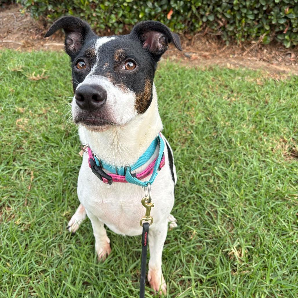 Dottie, Adoptable, Adult Female Terrier & Cattle Dog.