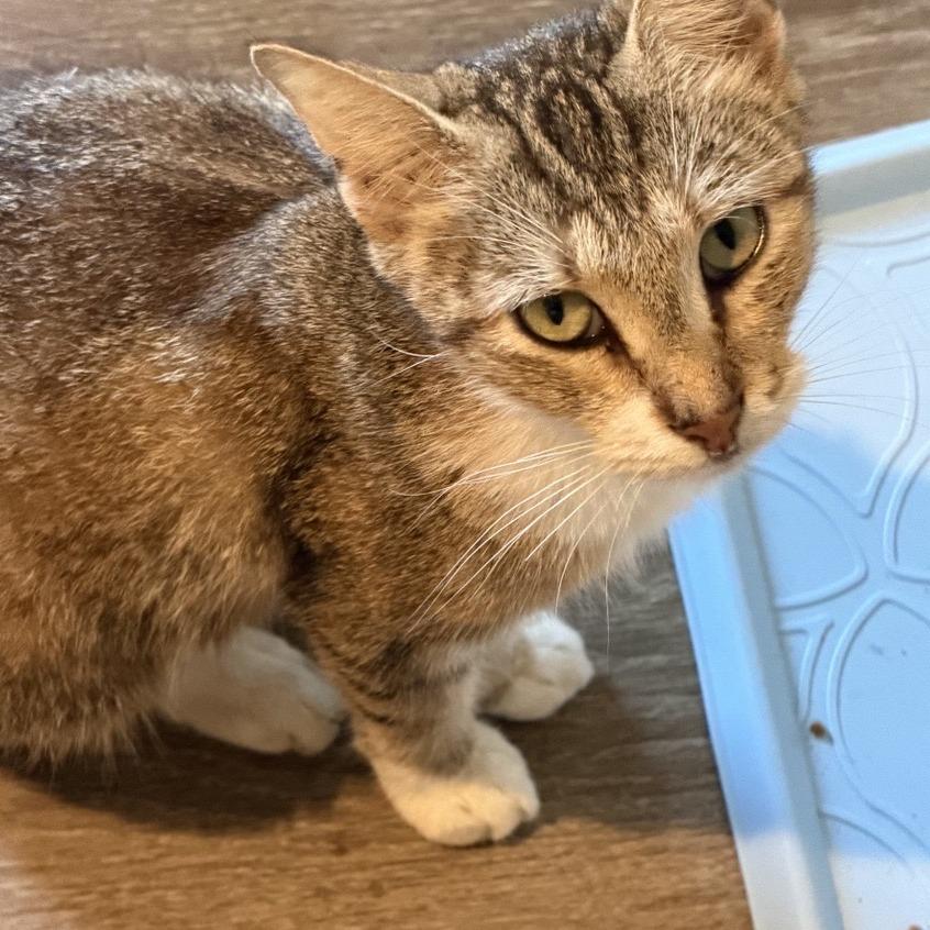 Enlarge Wildcat, a Adoptable American Shorthair in Freeport, FL image 1/1