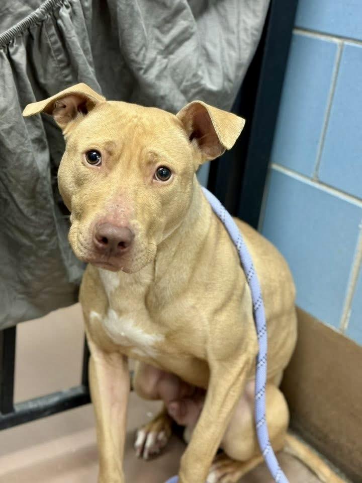 Arno, ADOPTABLE, Adult Male Pit Bull Terrier.