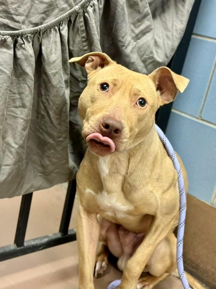 Enlarge Arno, a ADOPTABLE Pit Bull Terrier in Chicago, IL image 3/5