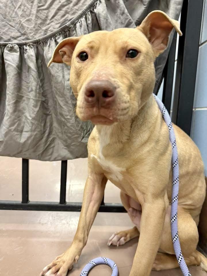 Enlarge Arno, a ADOPTABLE Pit Bull Terrier in Chicago, IL image 2/5