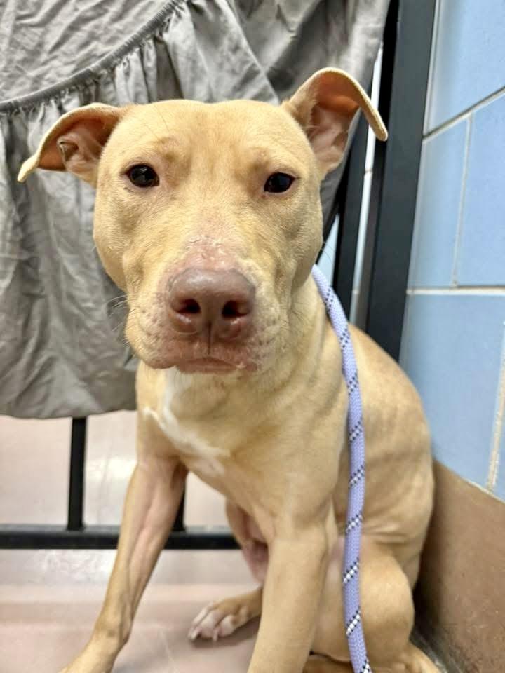 Enlarge Arno, a ADOPTABLE Pit Bull Terrier in Chicago, IL image 4/5
