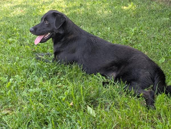 Solange, Adopted, Young Female Black Labrador Retriever.