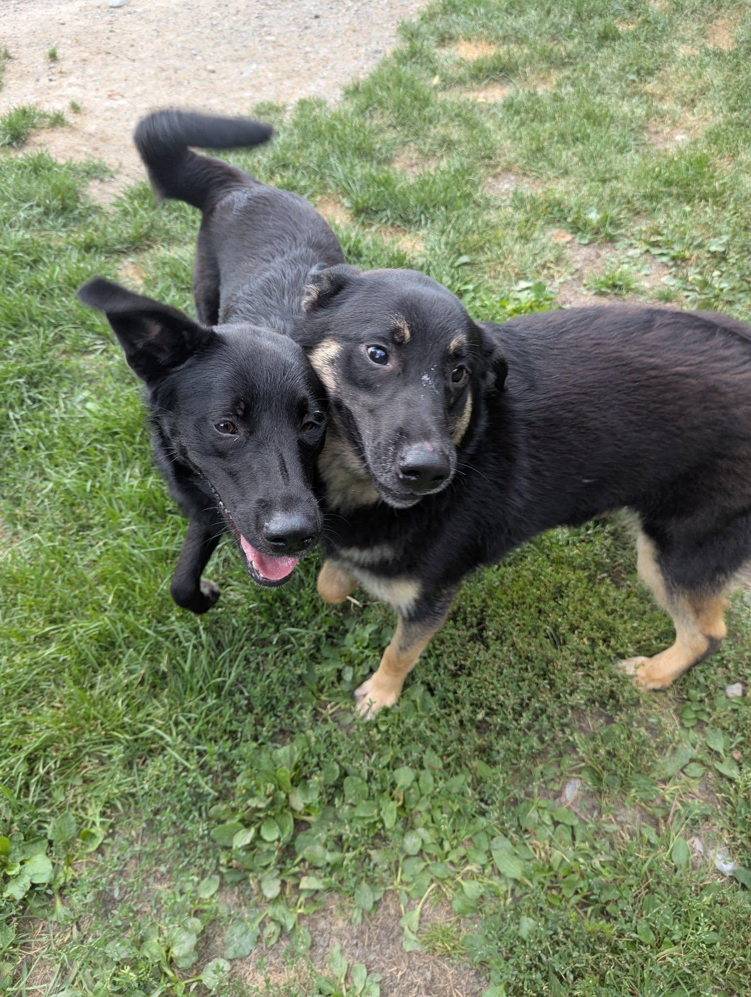 Solange, a Adopted mixed breed in Wahnapitae, ON image 2/3