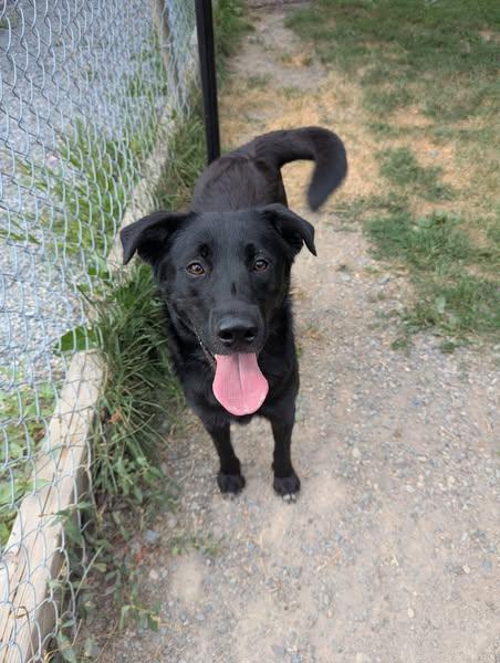 Solange, a Adopted mixed breed in Wahnapitae, ON image 3/3