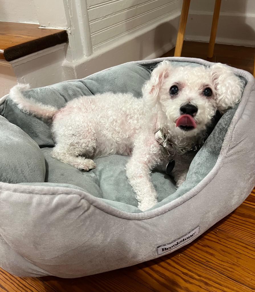 Enlarge Boudreaux (In Foster), a Adoptable Poodle in New Orleans, LA image 1/2