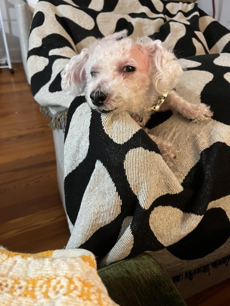 Enlarge Boudreaux (In Foster), a Adoptable Poodle in New Orleans, LA image 2/2