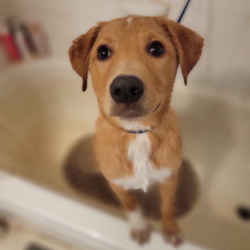 Archer, adoptable, Puppy Male Labrador Retriever & Collie.